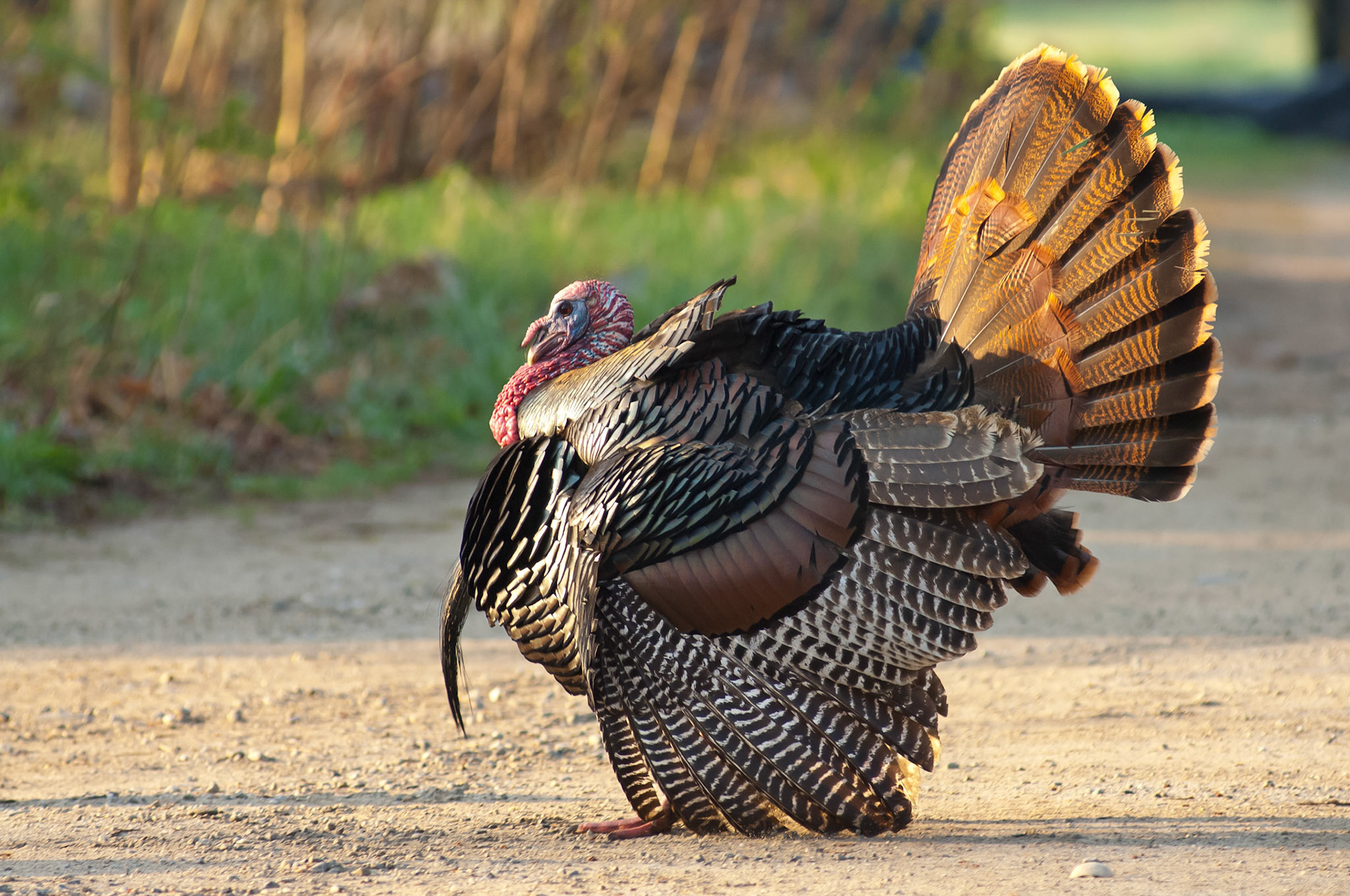 We came across this old tom turkey and a harem of hens on our way to the Old North Bridge in Concord on Patriot's Day.