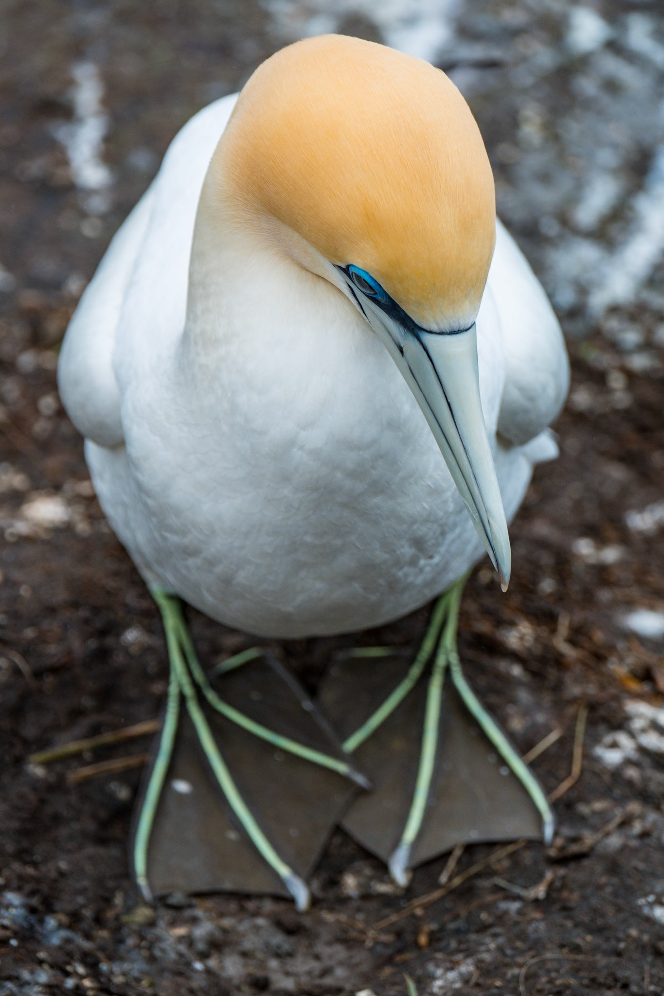 Muriwai Gannett Colony