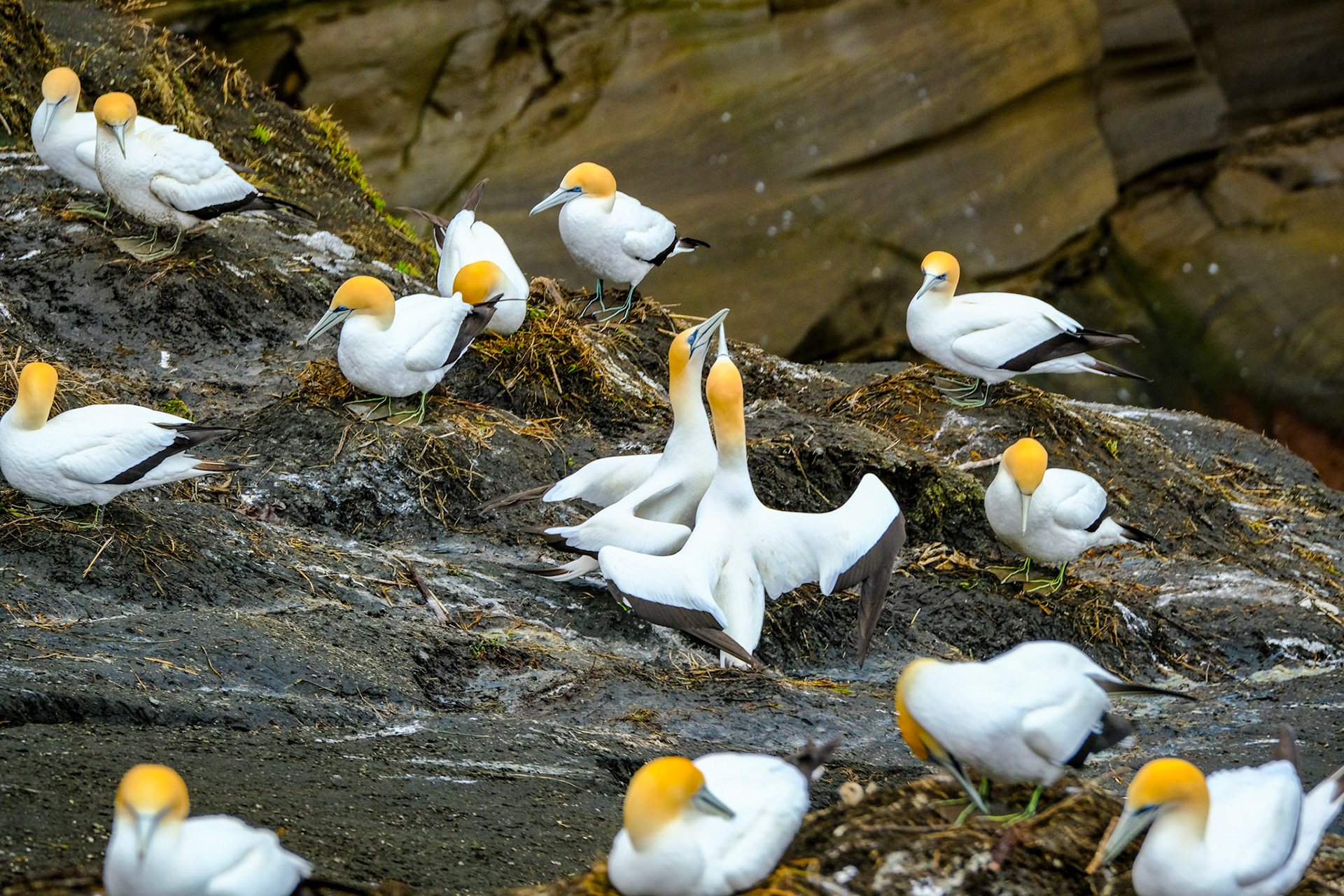Muriwai Gannett Colony