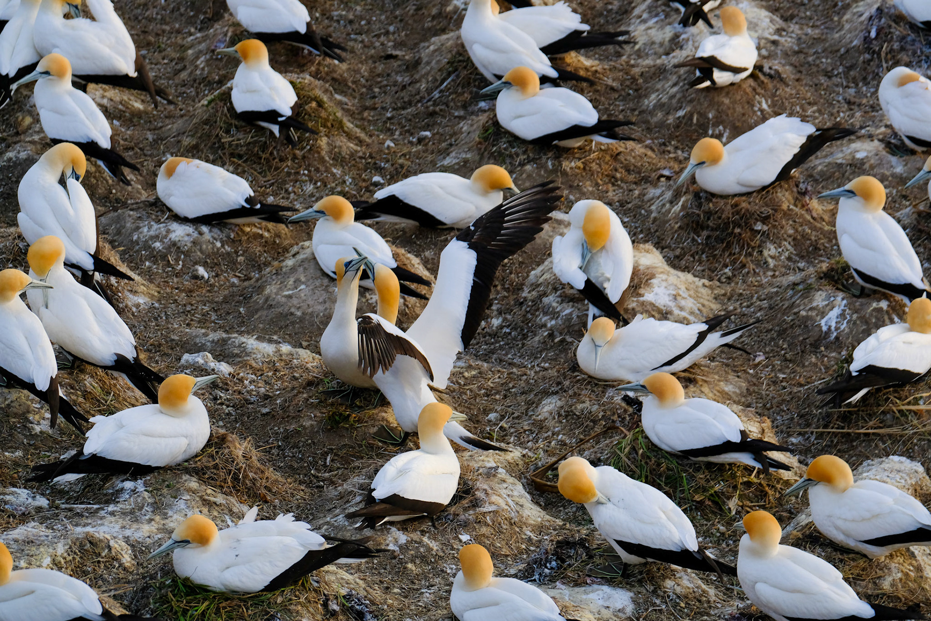 Muriwai Gannets