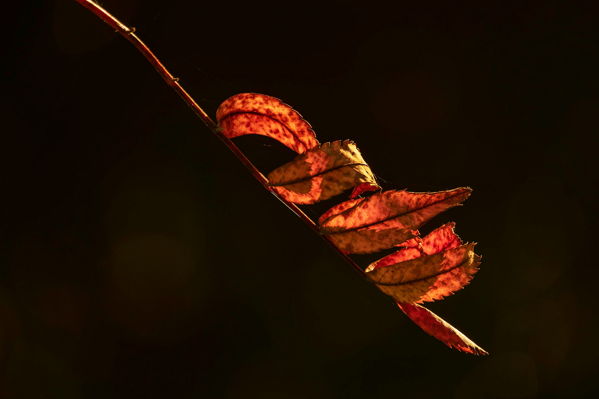 The withered red leaves are the last remnants of the rowan foliage.