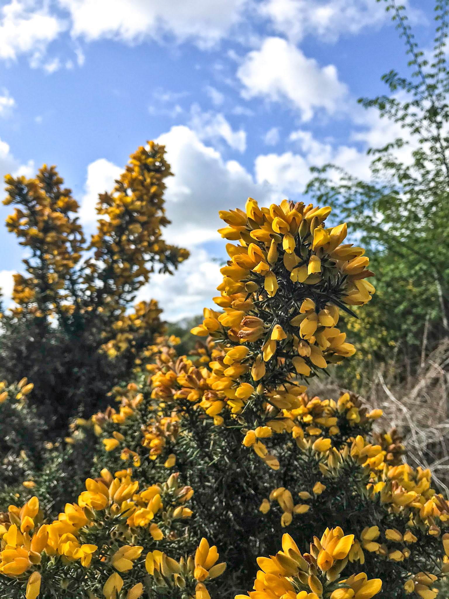 10th May 2020. The colour of May in eastern Scotland is yellow. There's whin (gorse in English) and broom flowers everywhere with fields of bright yellow oilseed rape and even a few late daffodils. I liked the contrast here of the yellow flowers against the blue sky. Taken on a walk to woods near our house.