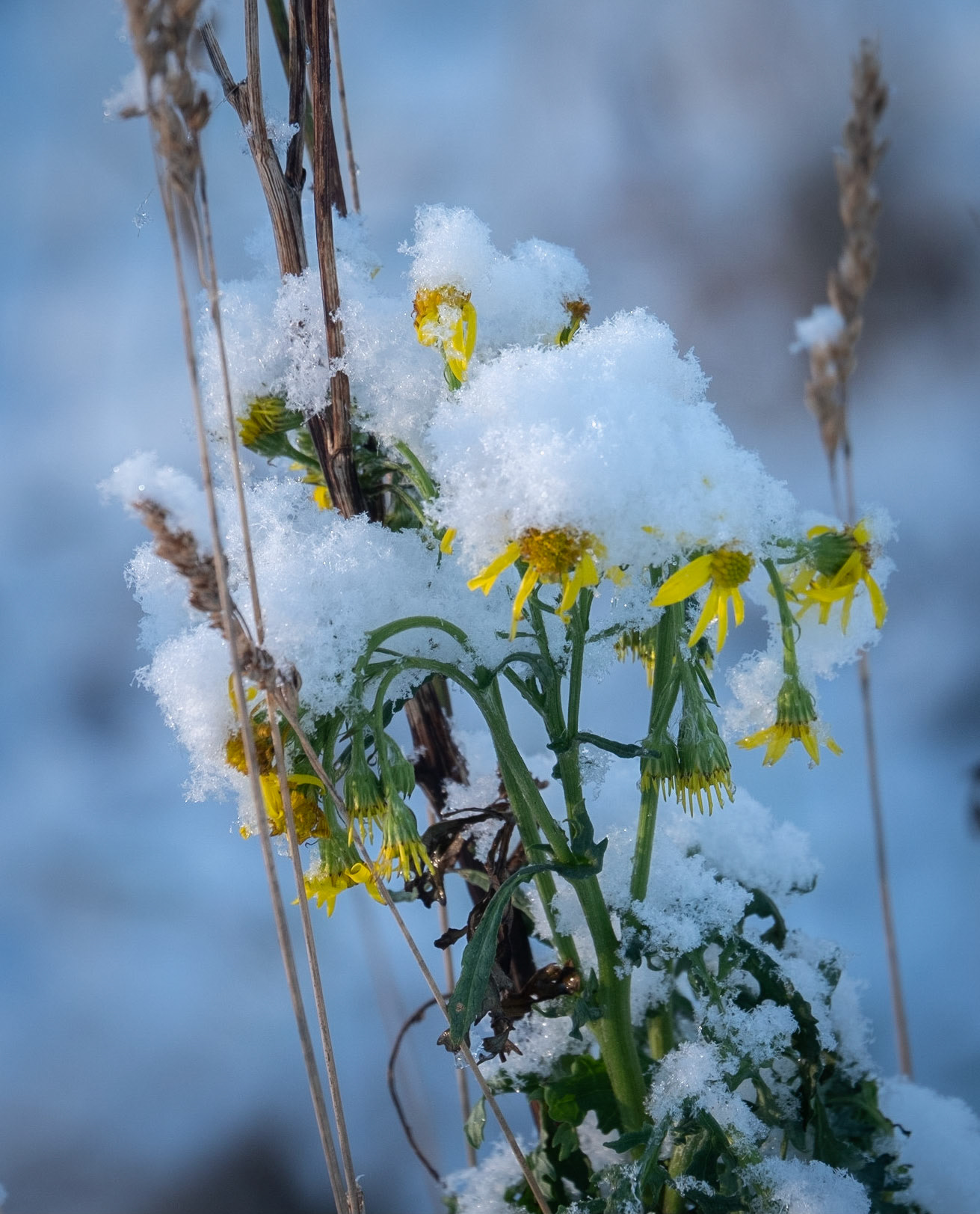 There were still a few flowers left in the park when the snow came. Winter and summer in the same image.