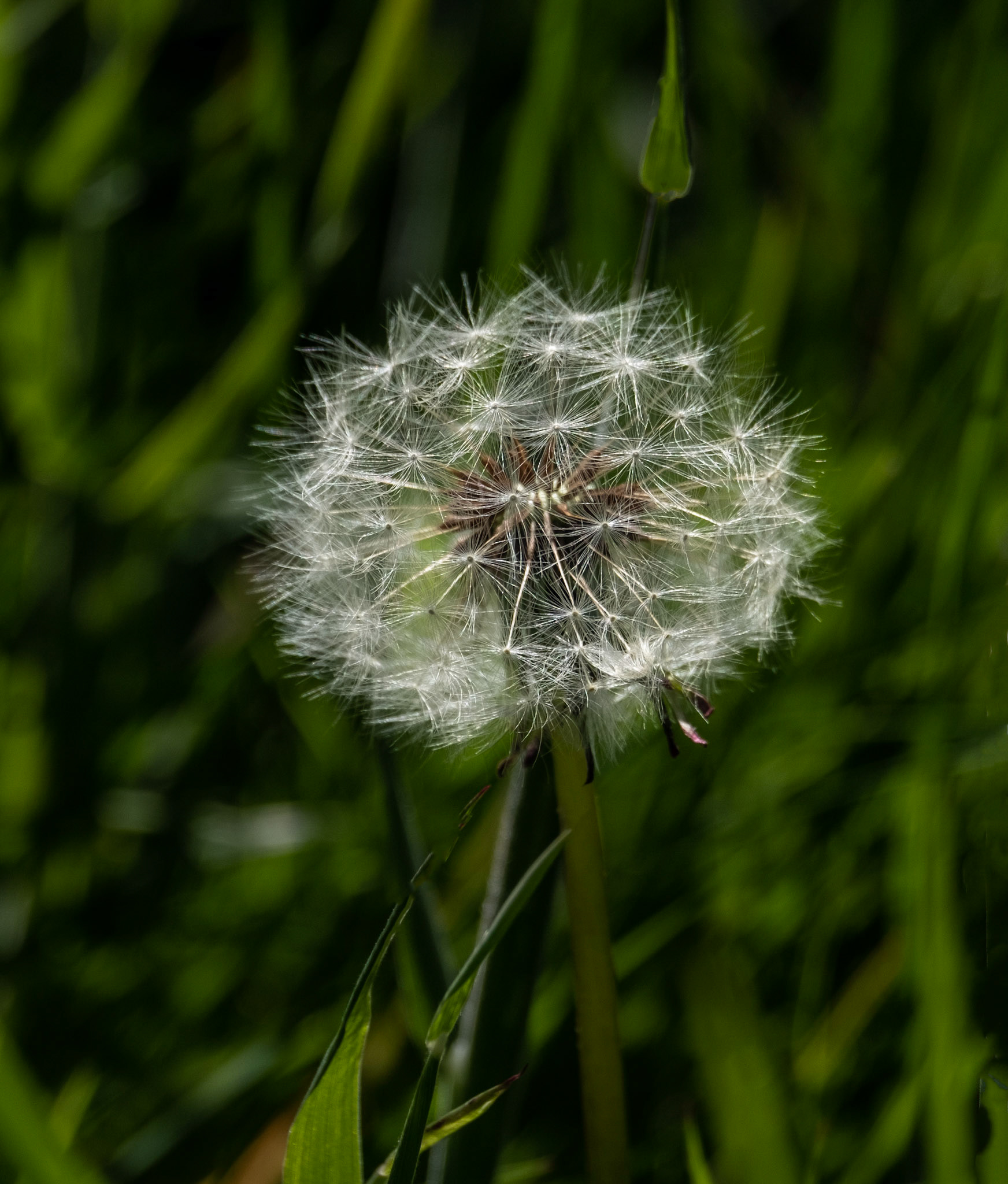 Dandelion clock. I liked the simplicity of this picture and the fact that it's almost monochrome.