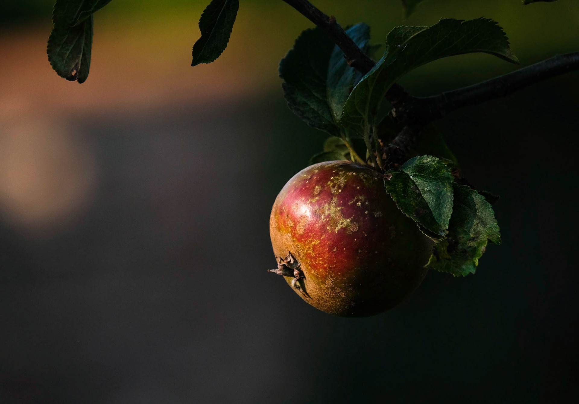 A solitary apple in the commemerative orchard. This was established in memory of a local greengrocer.