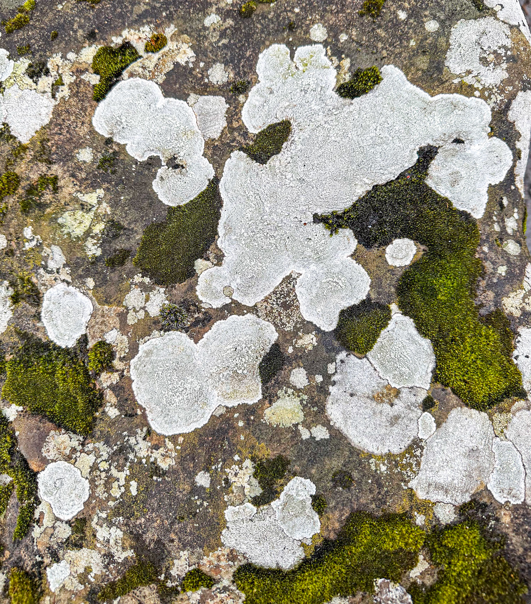 An abstract landscape that looks a bit like a drone shot but which is actually lichens and mosses on an old bridge.