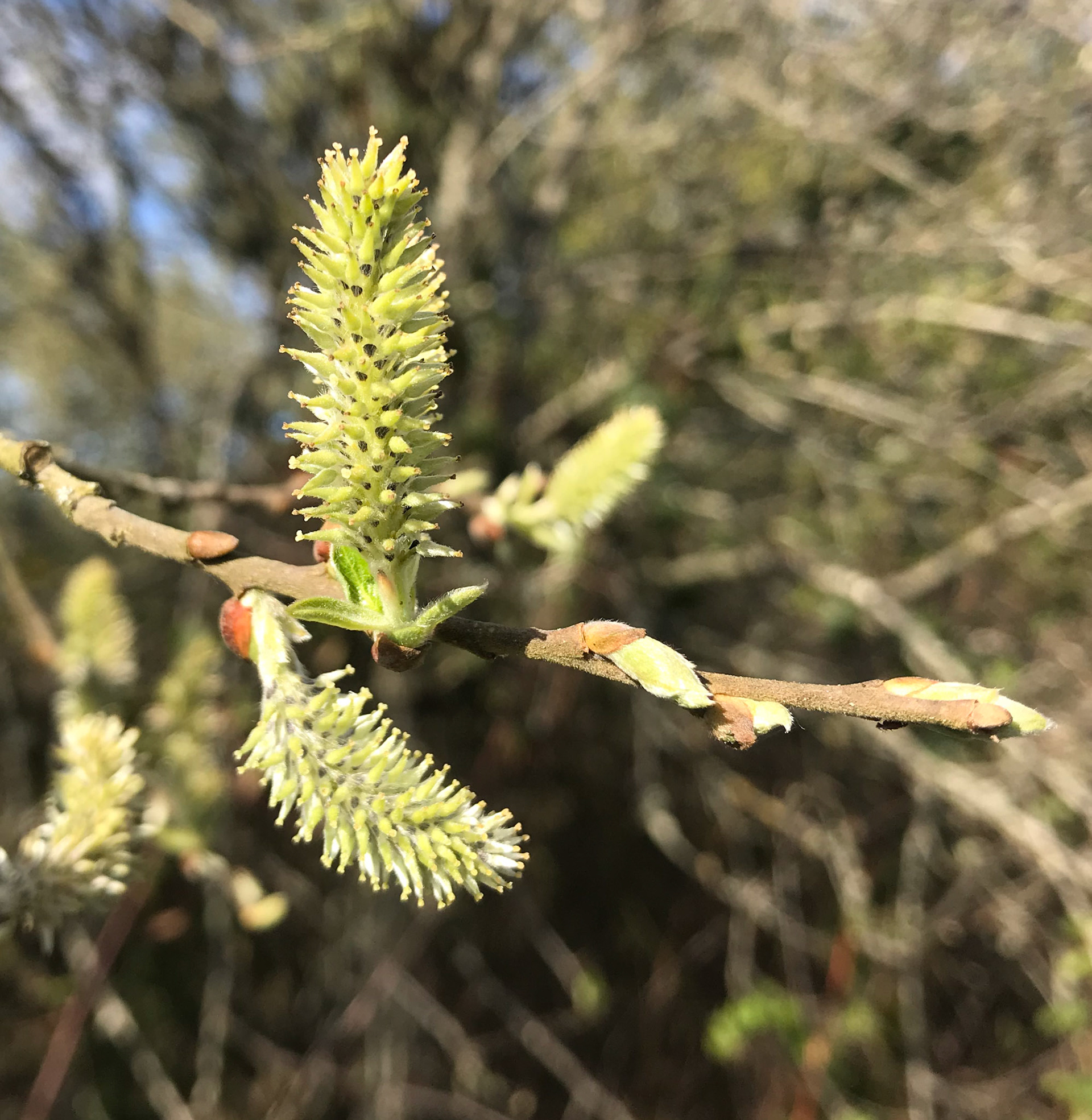 4h May 2020. On the Deeside Way, lots of the trees are now in flower. I'm not great at tree identification but according to my plant identification app, this is the flower of a grey willow tree.