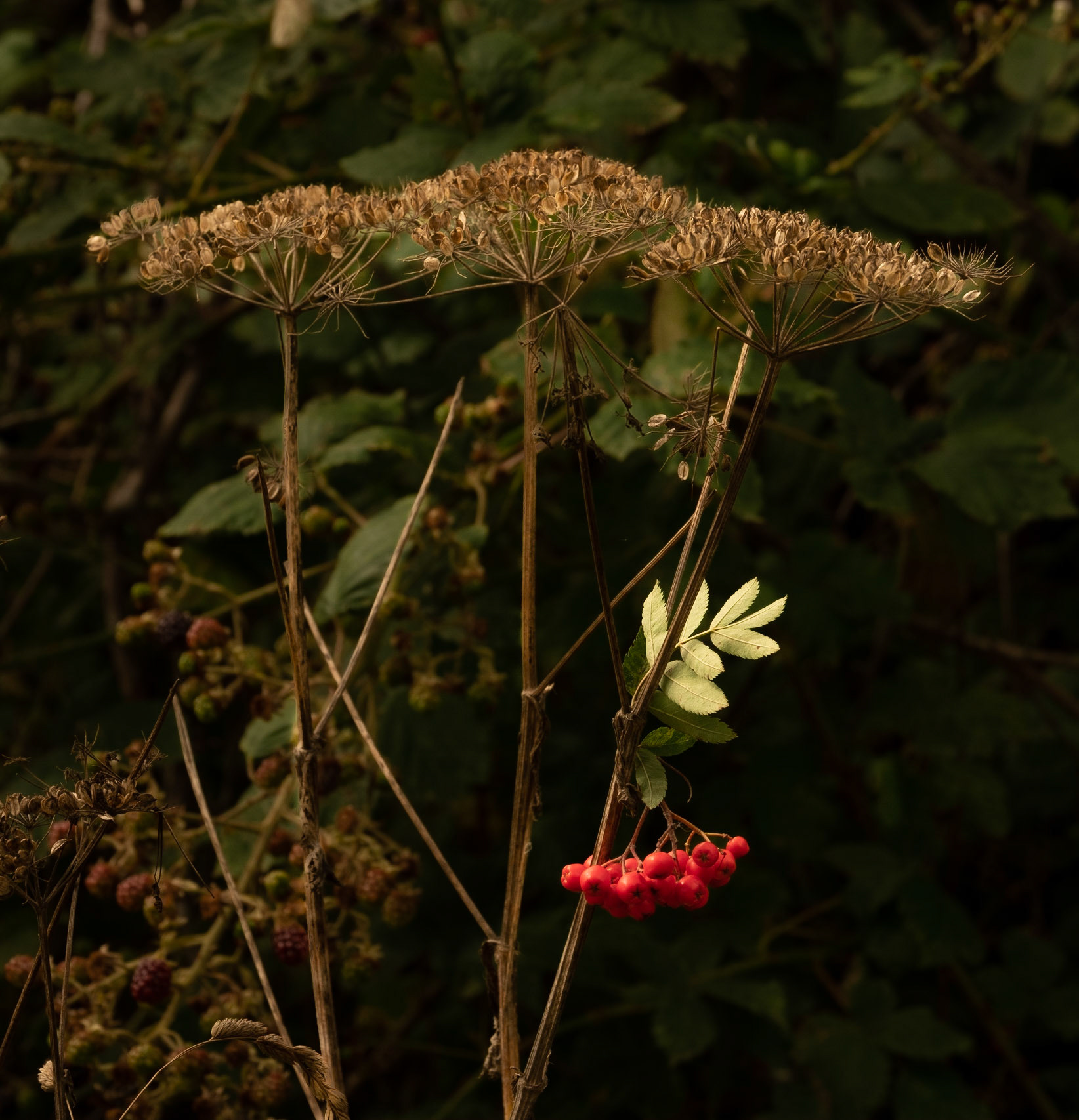 Seedheads, brambles and rowans. I decided that the final picture in my project should be taken in the last day of August. Unforunately, it was a dull, uninspiring day but I notices the sprig of rowan berries trapped in a seedhead. I liked this one because it captures three typical autumnal elements in the park.