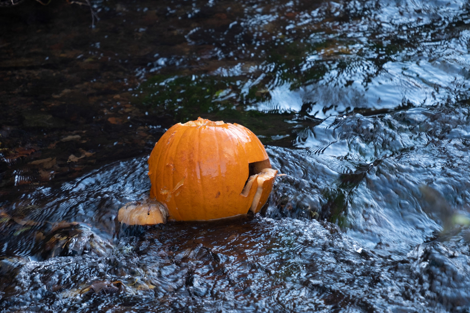 Just after Halloween, this pumpkin got away and ended up in the burn. I watched it disintegrate as the month progressed.