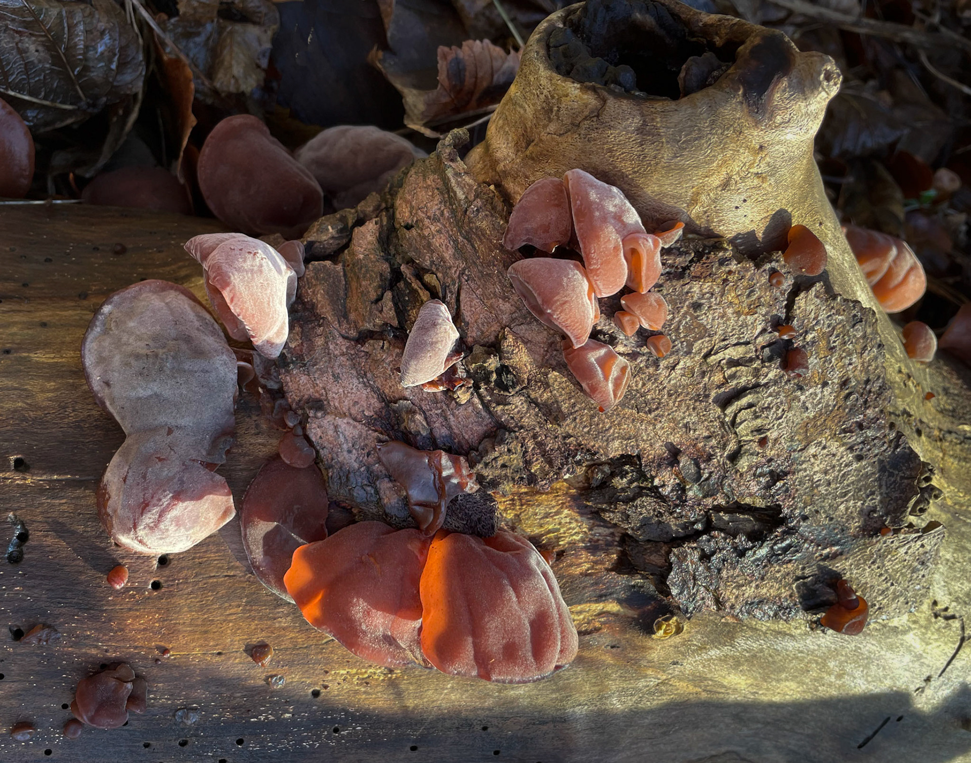 Fungi on a log. I loved the range of colours here, which I didn't expect in February.