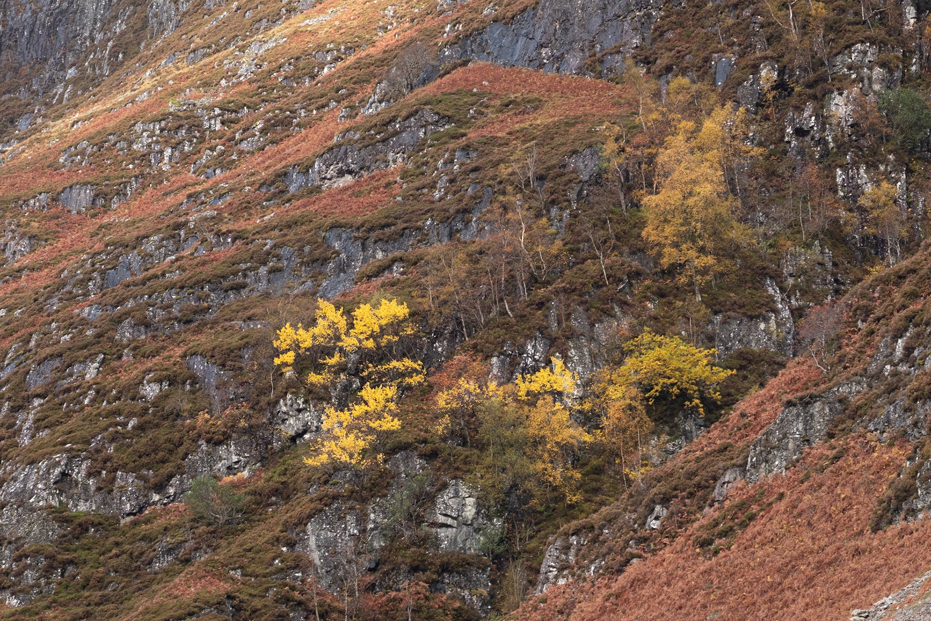 This patch of trees on the steep slopes below the Aonach Eagach caught my eye. I guess they are in such a position that the deer can't get to them. They caught the sun but the ridge itself was still covered in cloud.