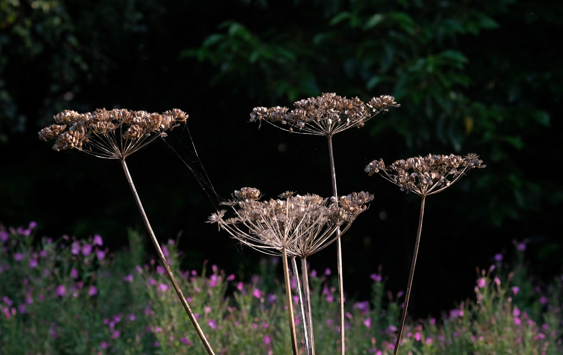 I liked the architectural quality of these seed heads which, I think, are hogweed, with the willowherb flowers in the background. The spider's web linking the heads was a bonus.