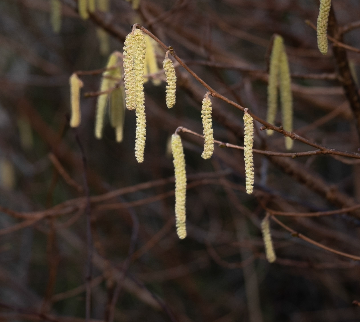 It's good to see signs of spring. Hazel flowers are amongst the first tree flowers to emerge and, by mid-January, all of the hazels in the park were covered with these yellow catkins.