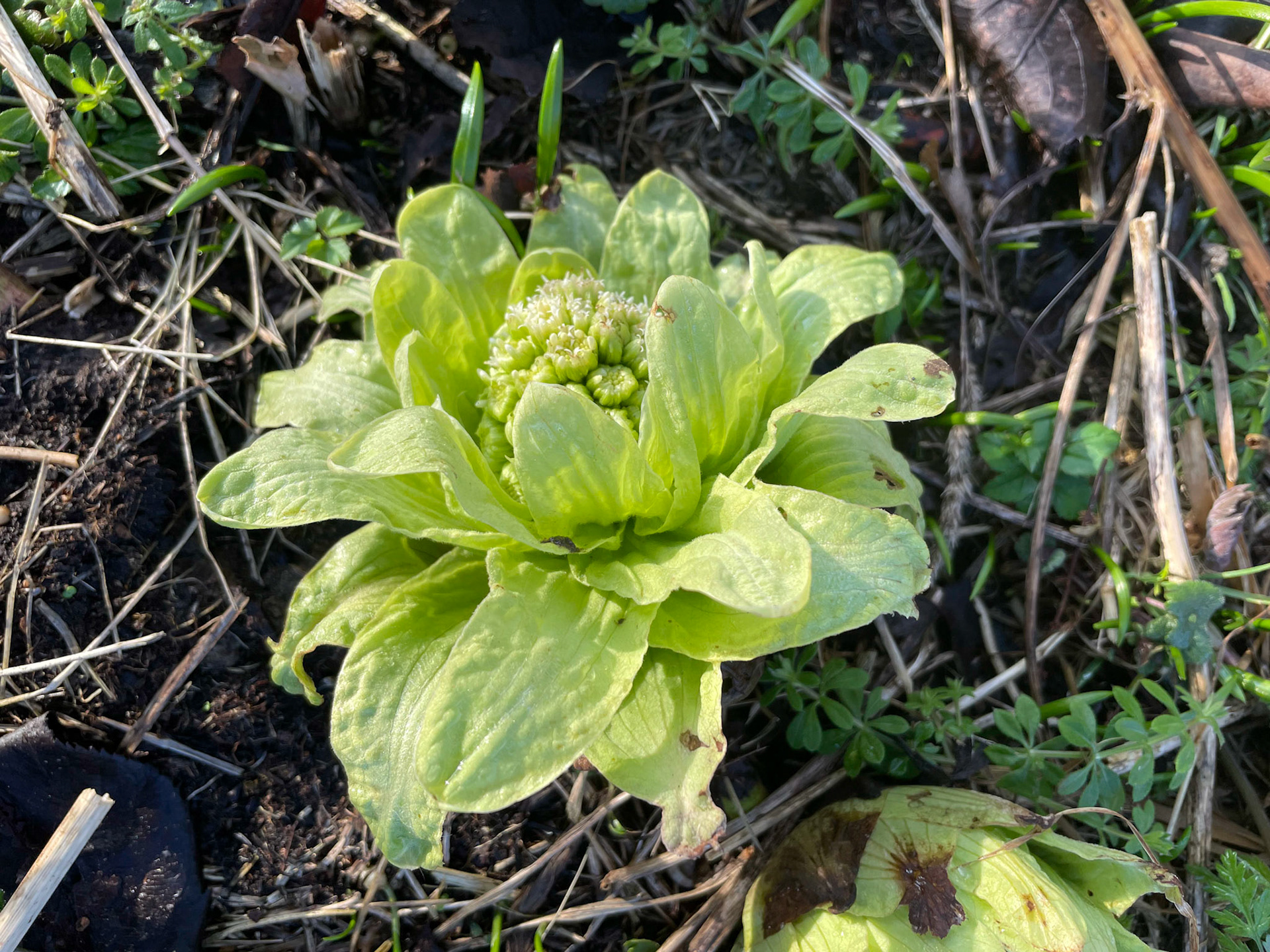Spring emergence. These are all along the banks of the burn - I think they are the plants that look like giant rhubarb. They have a wonderful spring freshness about them.