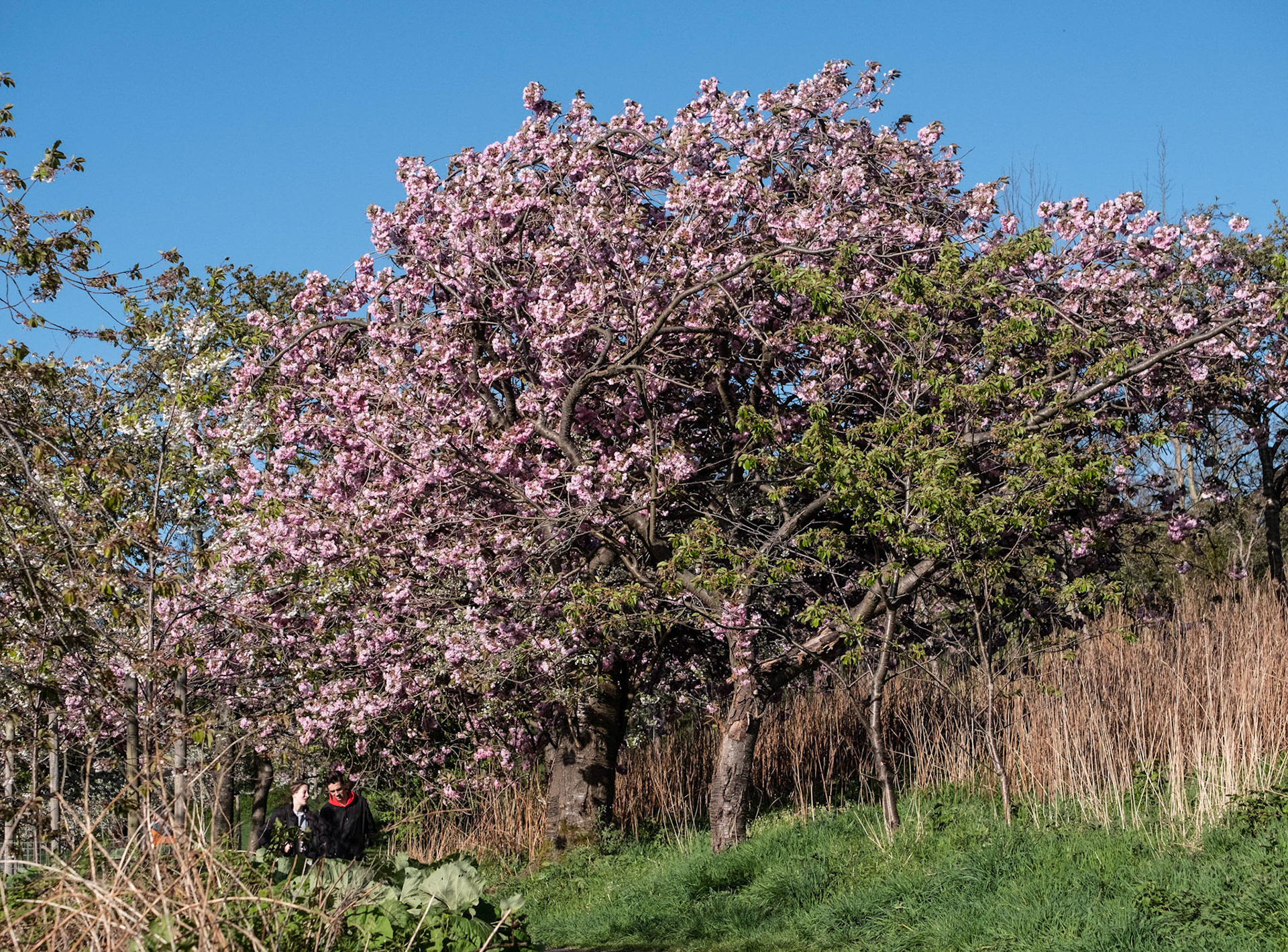 A walk in the park. Taken at the beginning of the month, this is my favourite of my blossom pictures because it has people as well as blossom in it. They look very relaxed walking amongst the trees.