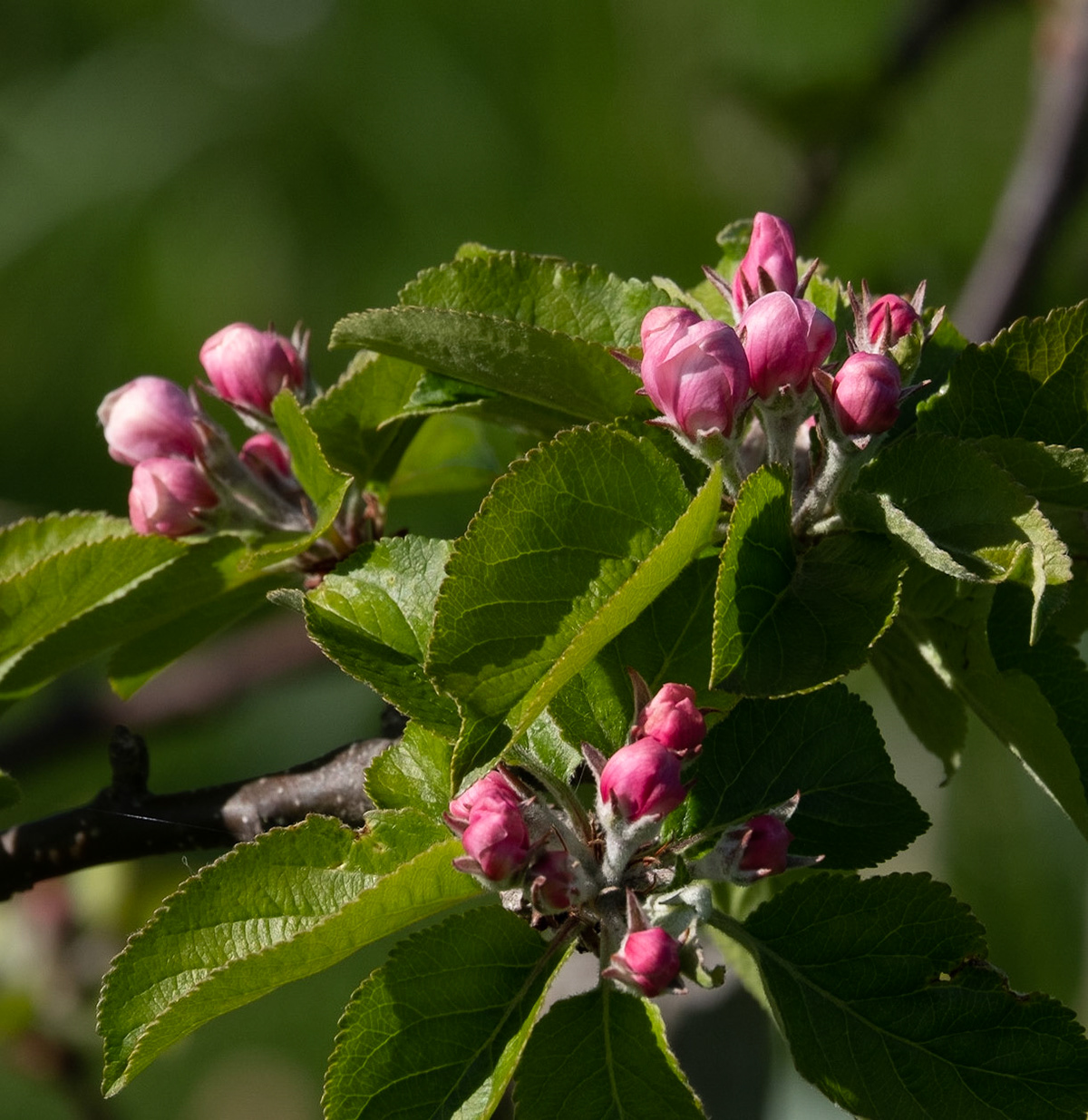 Apple Blossom. In the community orchard, the apple blossom is ready to burst into flower.