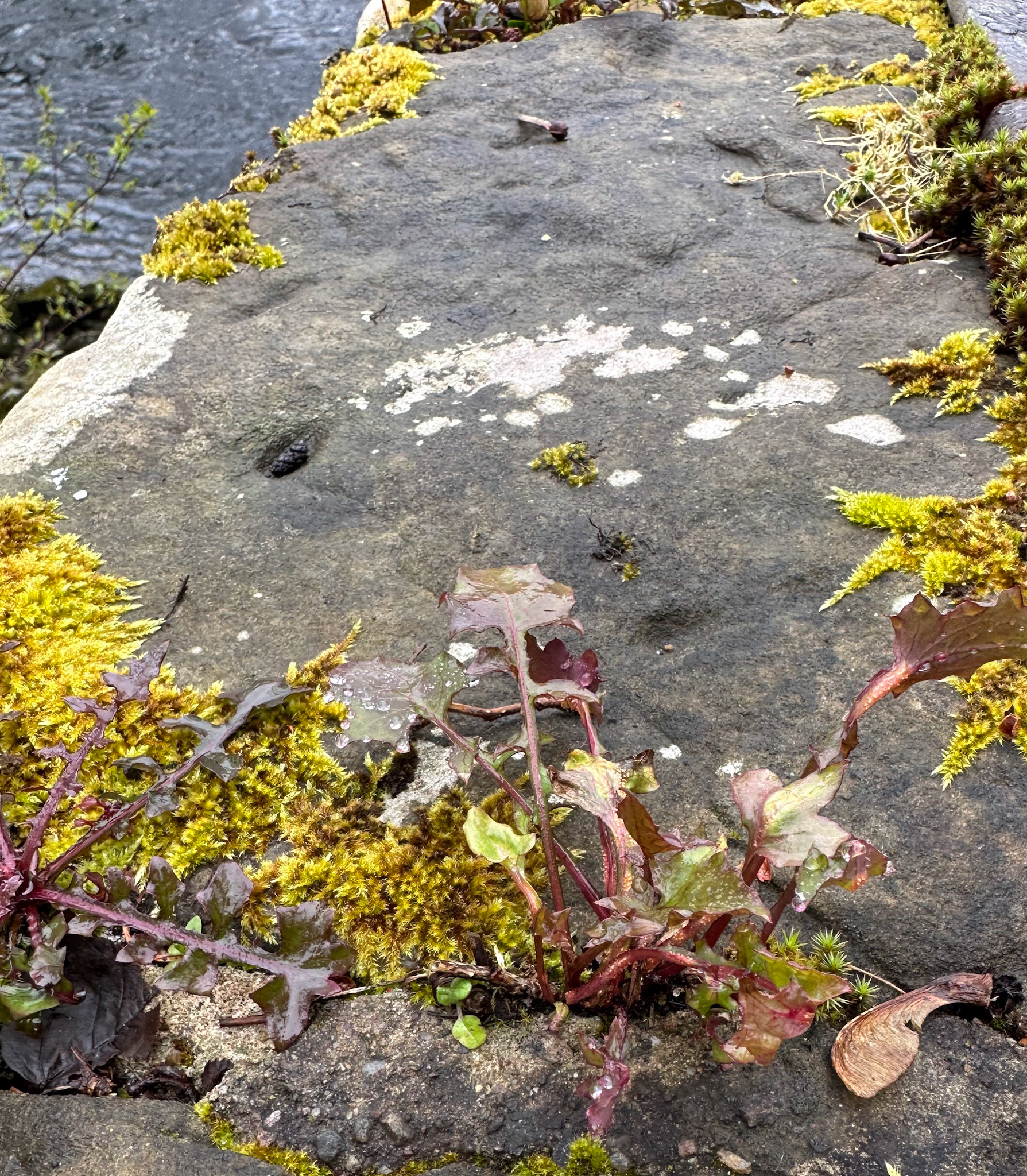 There is a beautiful old stone bridge across the Tay at Grandtully and it's parapet has a wonderful range of vegetation and lichen. I liked this image because it has a wee bit of context and, strangely, because of the single sycamore seed by the plant in the foreground.