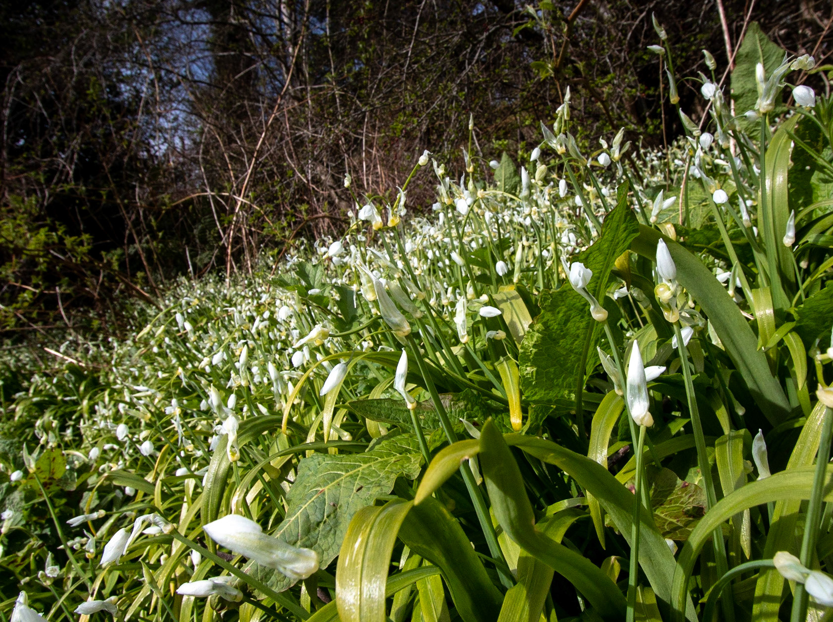 Wild garlic. For me, the heady scent of wild garlic is the scent of spring. Sadly, it doesn't last - by the end of April, it was starting to fade.