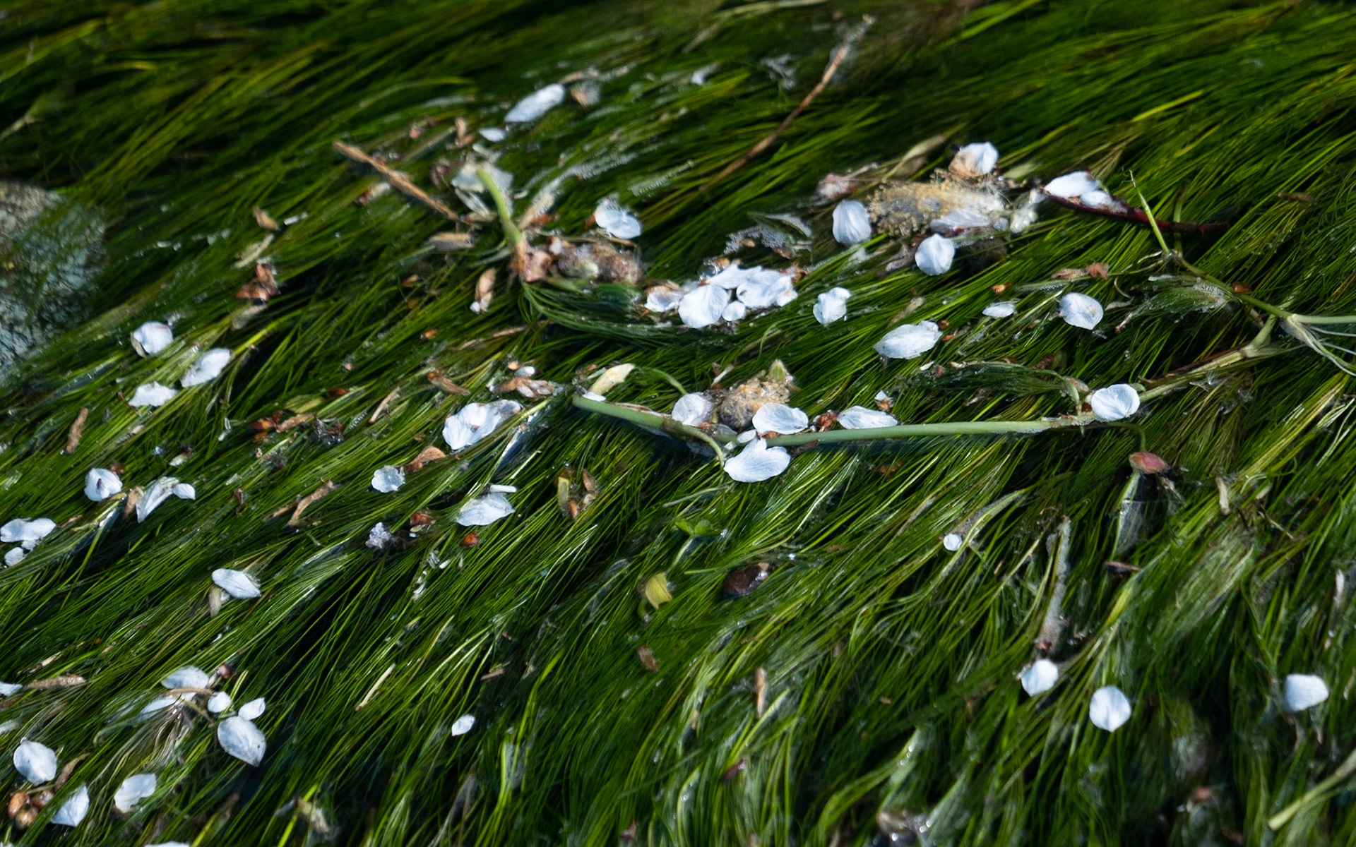 Blossom in the burn. By the middle of the month, blossom was falling like snow everywhere.
