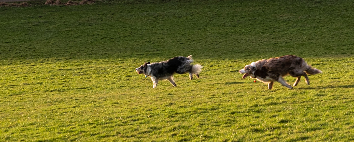 Dogs as a permanent feature of the park as dozens of dog walkers take their dogs out there every day. I've tried and failed to get an interesting picture of dog walker+dog but I was please by this capture of the dogs running around for sheer joy.