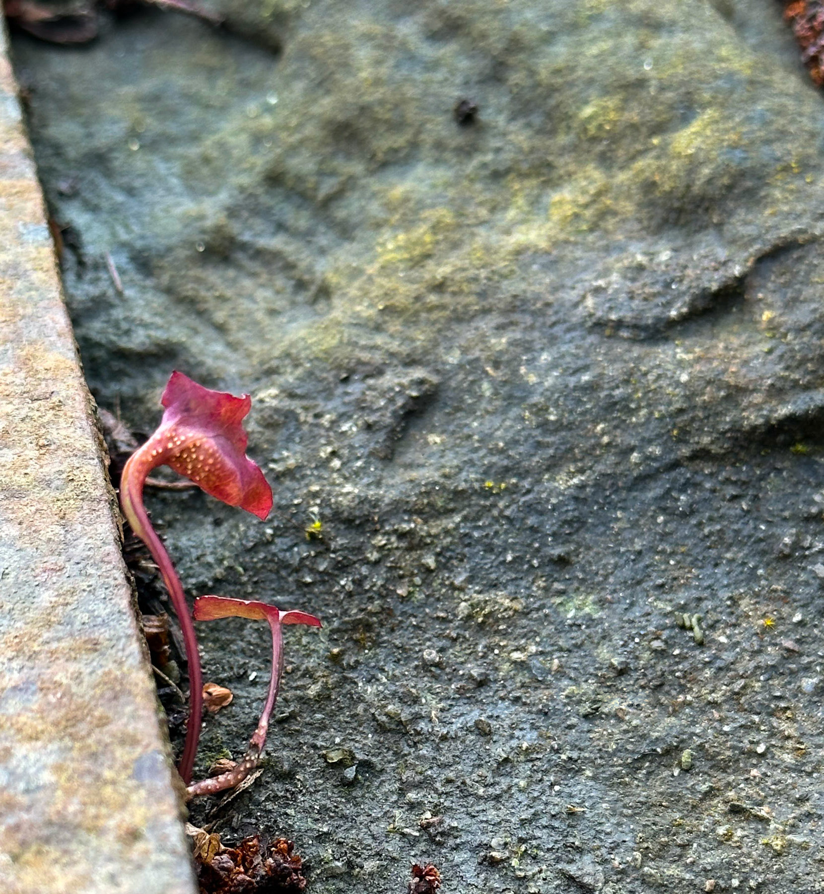 Another tiny plant on the bridge - here, I liked the textural contrast between the delicacy of the plant, the old stone and the metal bar.
