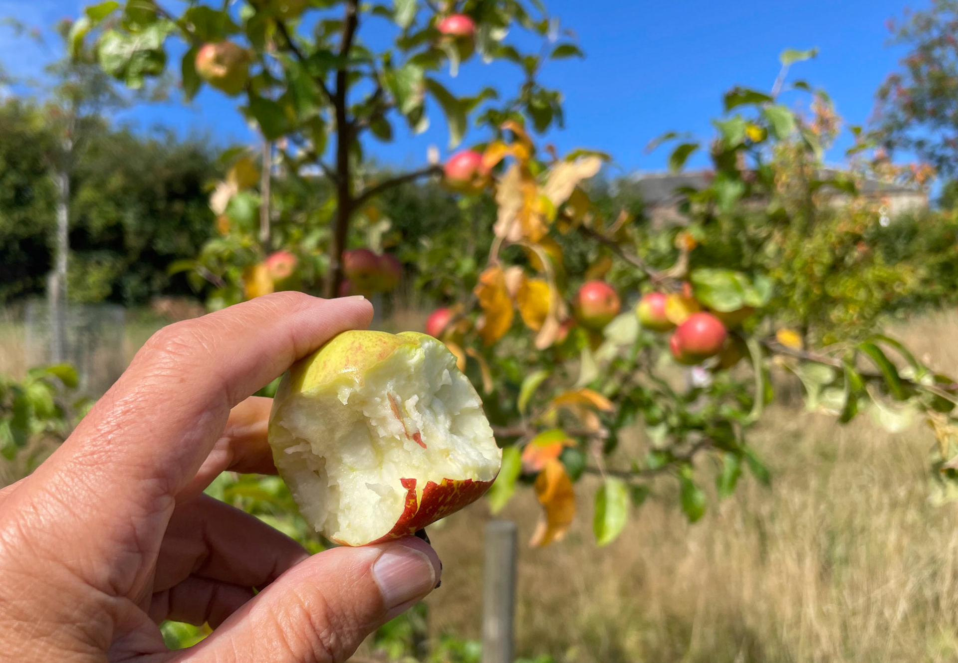 There's a good crop of apples in the community orchard. They taste delicious.