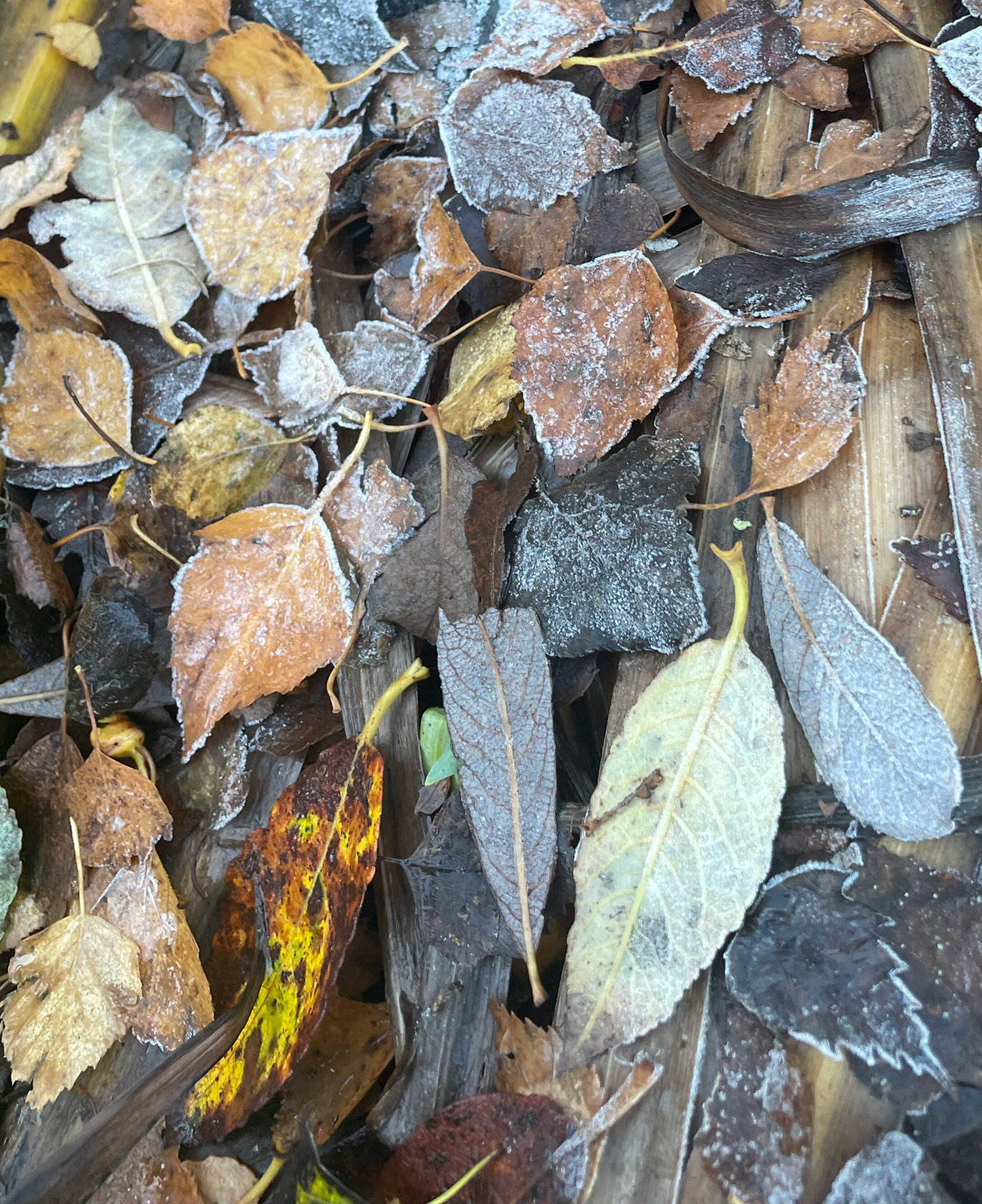 Finally we had a frosty morning and I took the classic shot of frosted leaves on my phone.