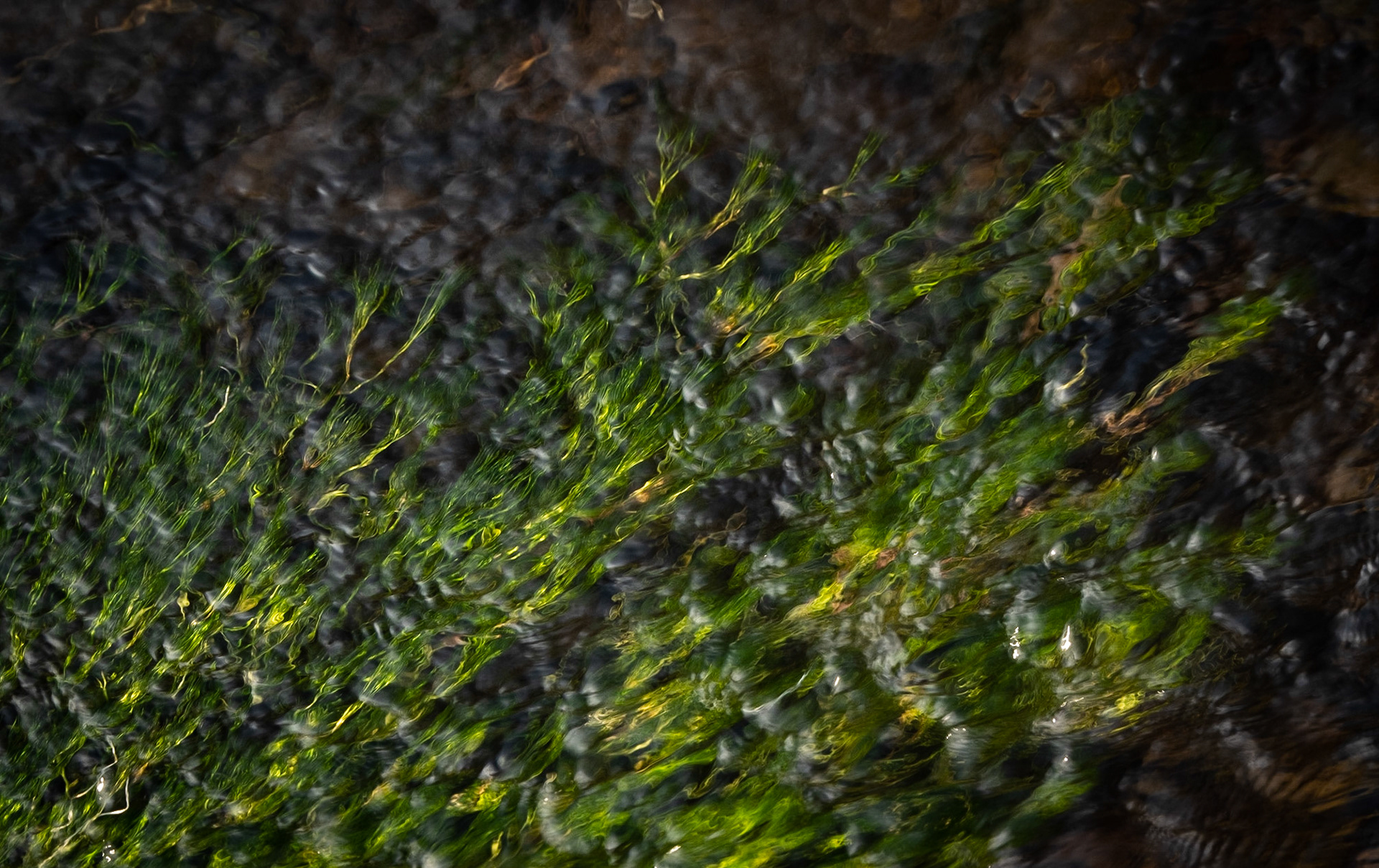 Water weed in the Braid Burn. I tried here to get the feel of the water running over the weed that glistened in the sun.