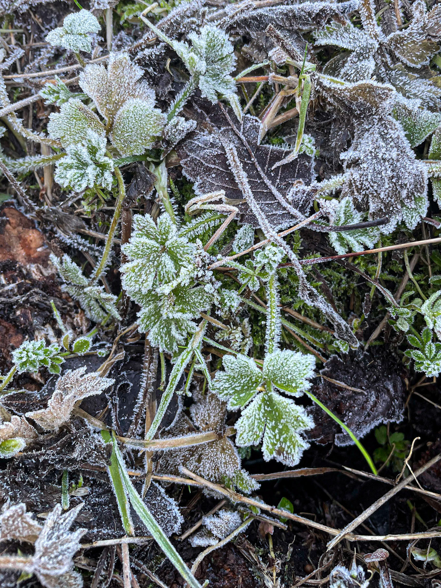 Frosted leaves the same morning before the sun hit them. I liked the subtle colours in this picture.