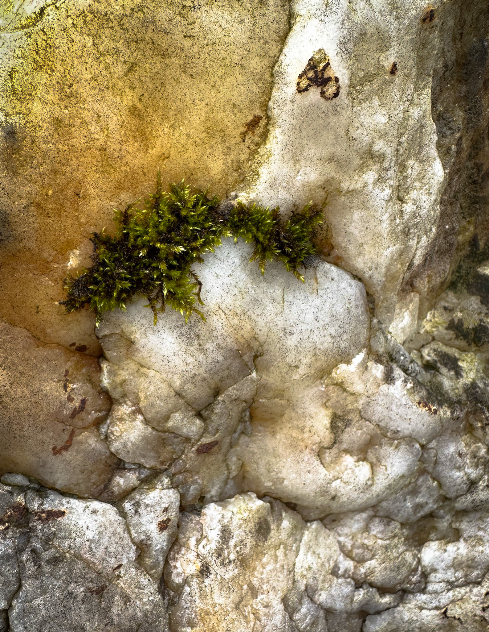 I found a single quartz boulder on the edge of the river which had a wonderful texture. Here, I liked the softness of the moss against the hard stone.