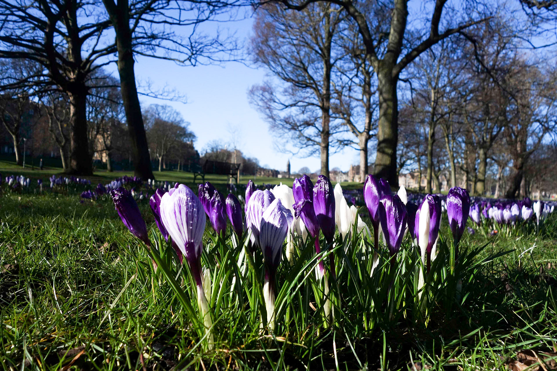 Bruntsfield links was established as a golf course in (reputedly) the 15th century and there is a still a public pitch and putt course where you can play without a fee. The links are a route from Brunstfield to the University and City Centre and they've been planted with delightful spring flowers.