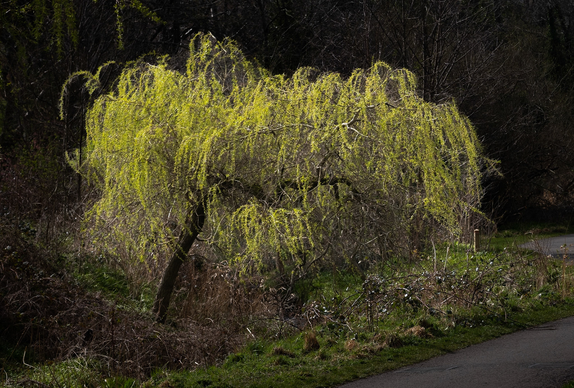 Colours of spring. Trees are coming into leaf. This willow was one of the earliest and I loved the way the light caught it and picked out its freshness.
