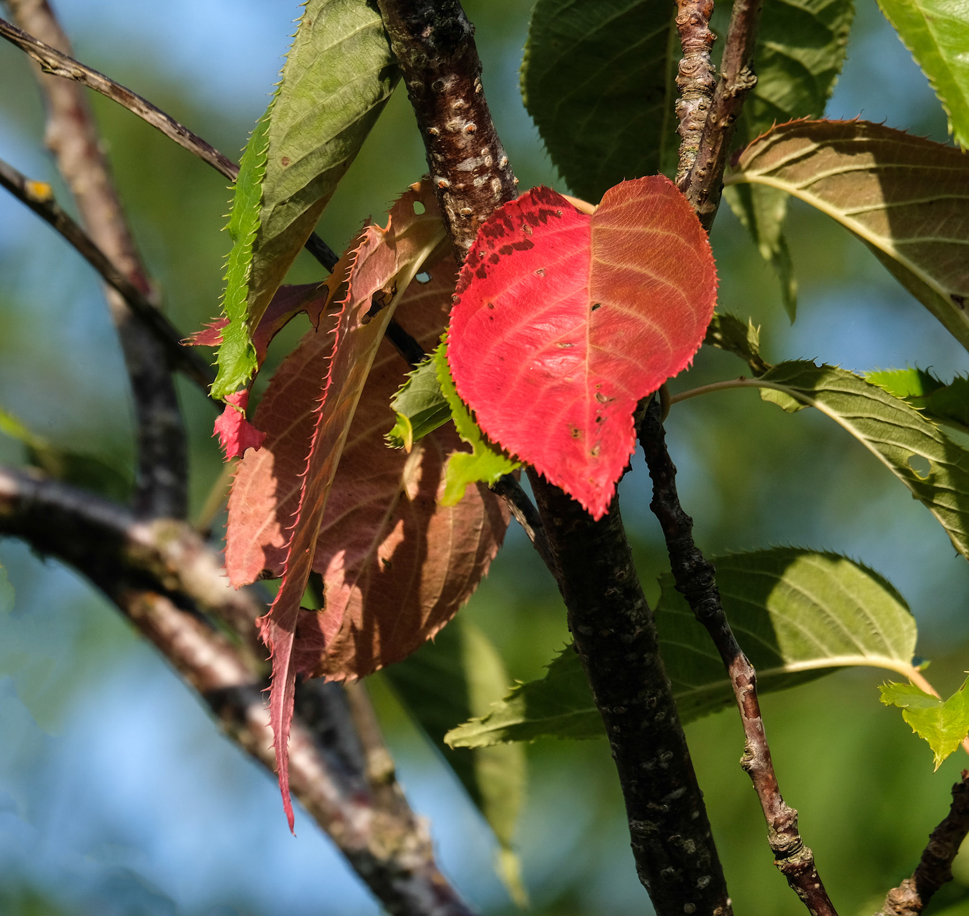 October should be the time for the autumn leaves but this guy decided to get going early.