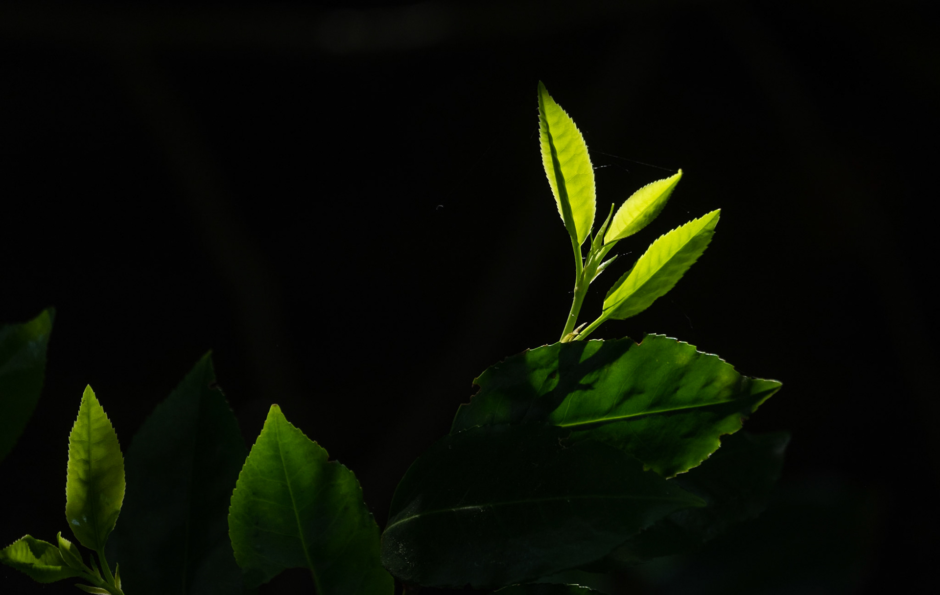 Leaves in the sun. My favourite of this month's images. I especially like the tiny thread of spider's web on the highlighted leaves.