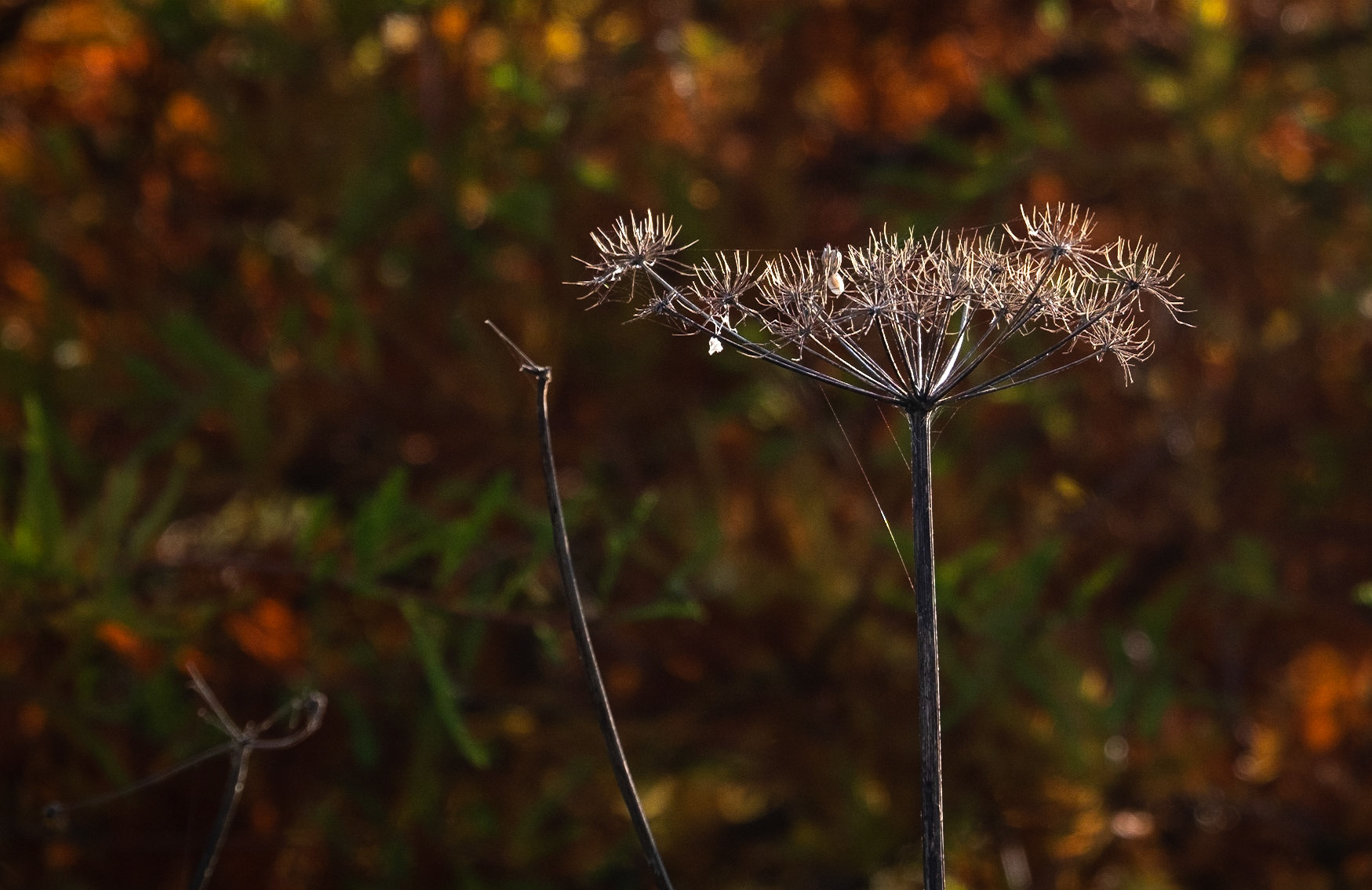 I've taken lots of photos of seed heads in the park and I particularly liked this one because of the autumnal background, created by the sun coming through the leaves.