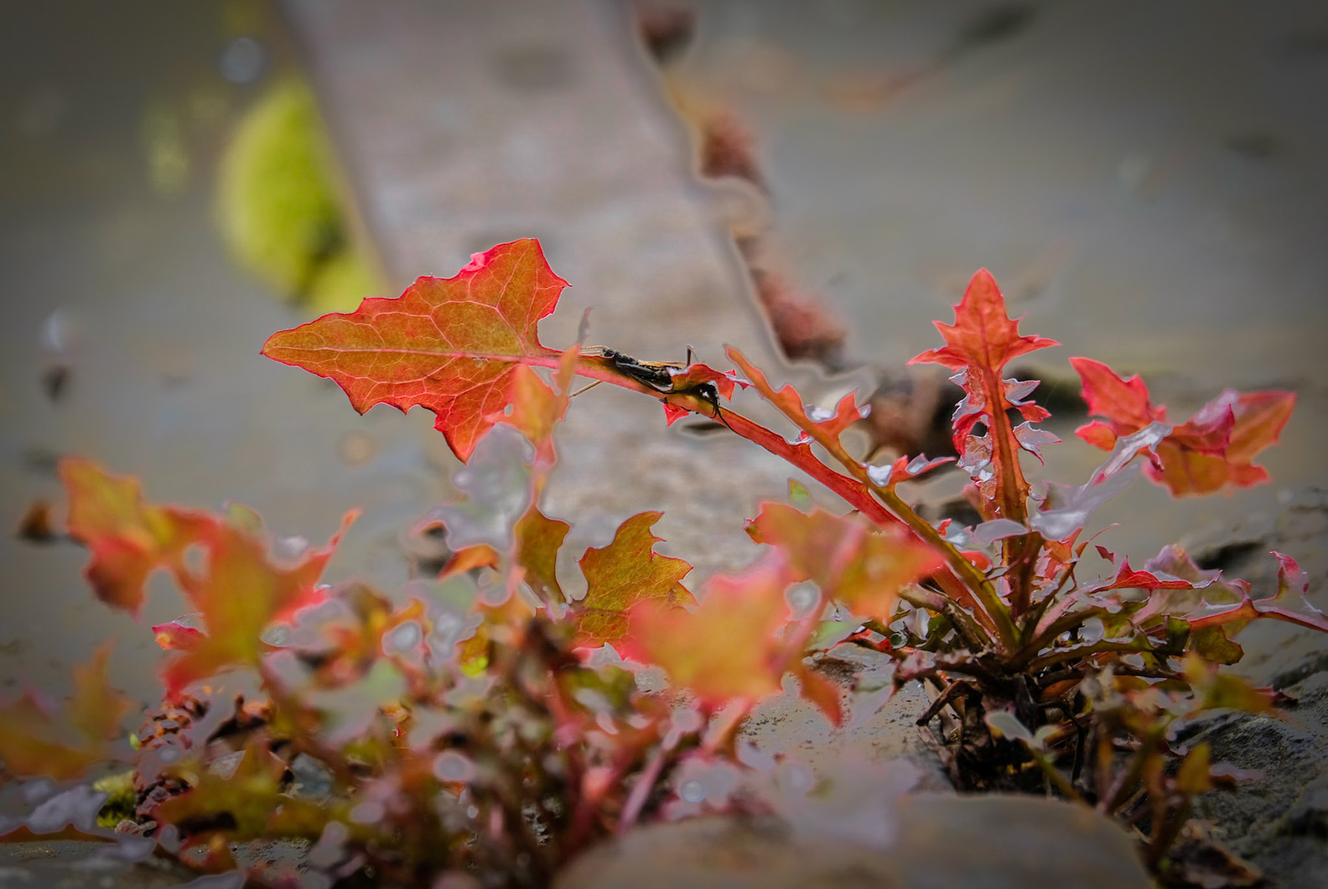 Zooming in to a detail on the bridge, I was lucky to catch a beetle on the leaf. The strange background shape is in out of focus, metal reinforcing bat that runs along the bridge.