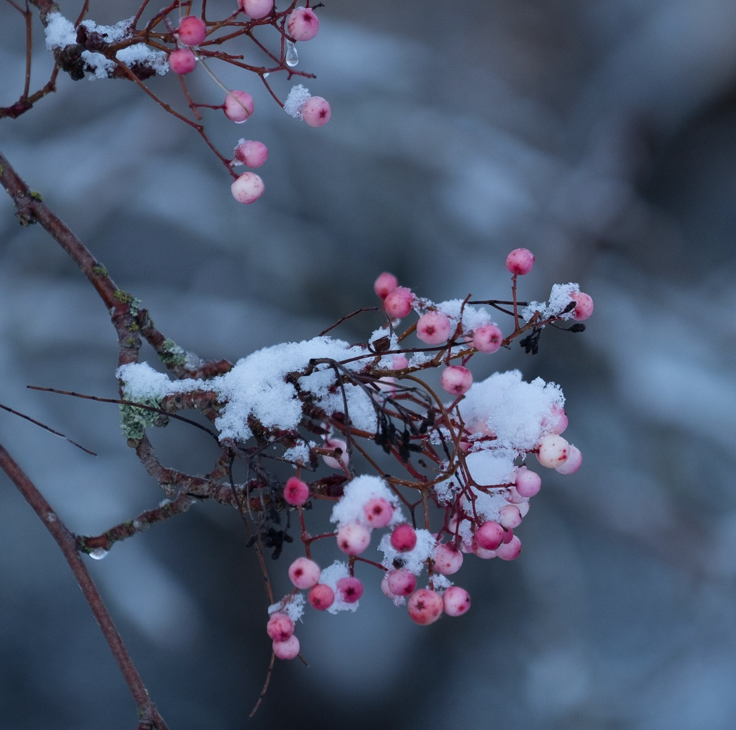 I've tried to get a shot of these pink rowans since I first noticed them in September but, until it snowed, I didn't get an image I was happy with. Although the sun was out by this time, I preferred this shaded image.