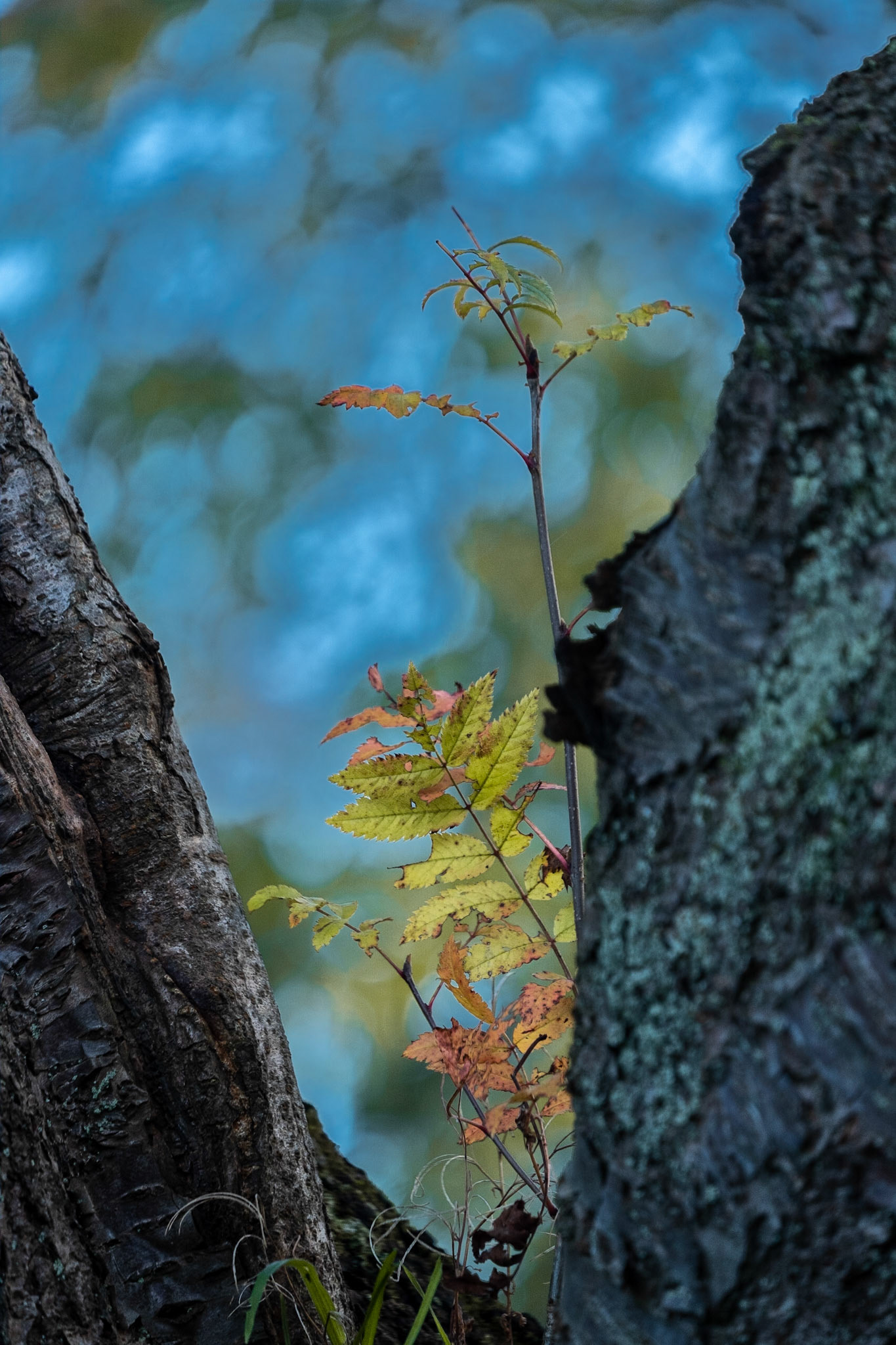 As a naturally fairly unobservant person, one of the things I like about photography is that it makes me look more carefully at the world around me when I'm walking around. I suspect very few people have noticed this rowan that has seeded in the form of a tree.