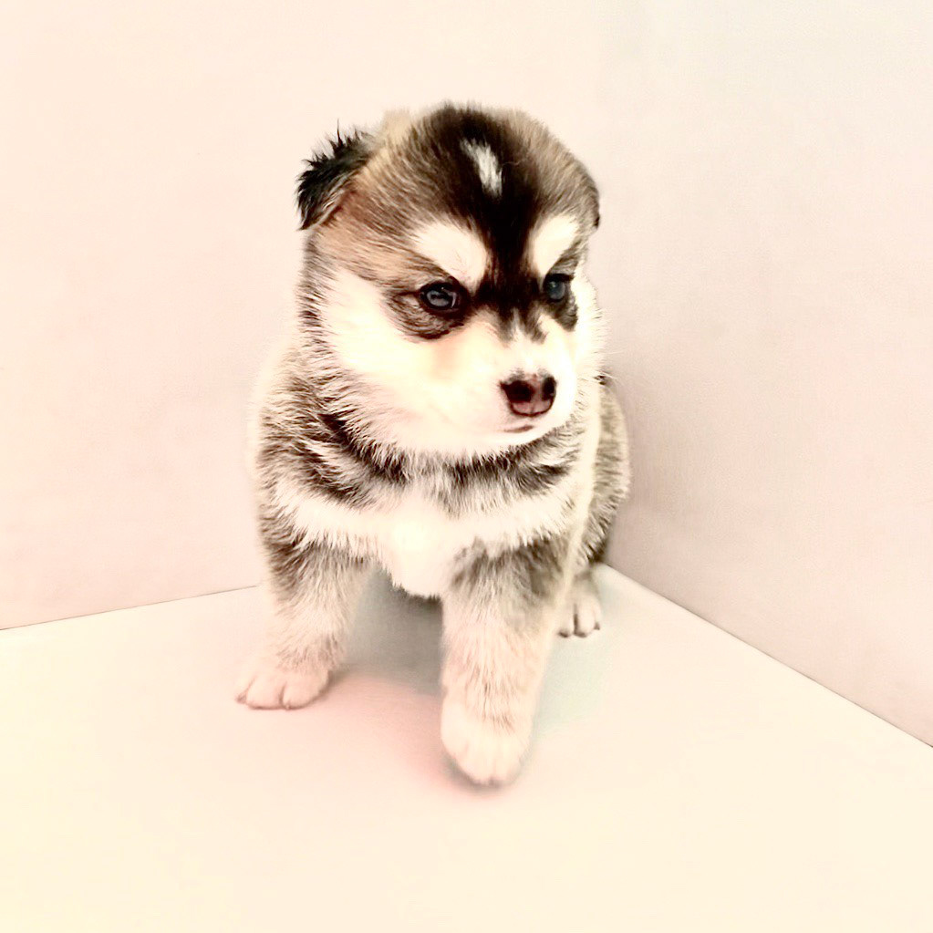 CRUNCH a 4 semaines et dès ses deux mois sur un petit Lillois ! ❤️🌙🐺❤️
