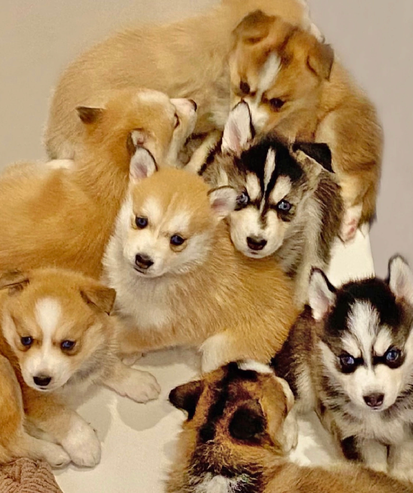 Les Puppies de Jaïna & Astro auront 5 semaines dans quelques jours ! ❤️🌙🐺❤️