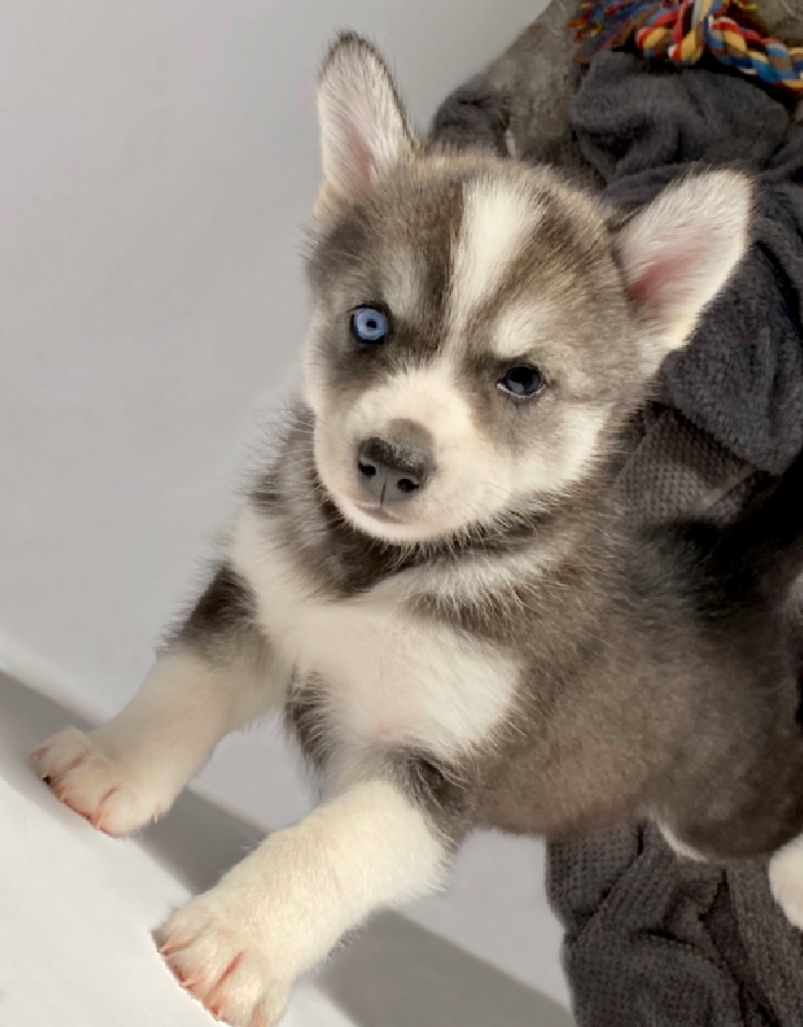 CHOPIN pomsky femelle standard de 5 semaines, retrouvera sa nouvelle famille en fin d’année ❤️