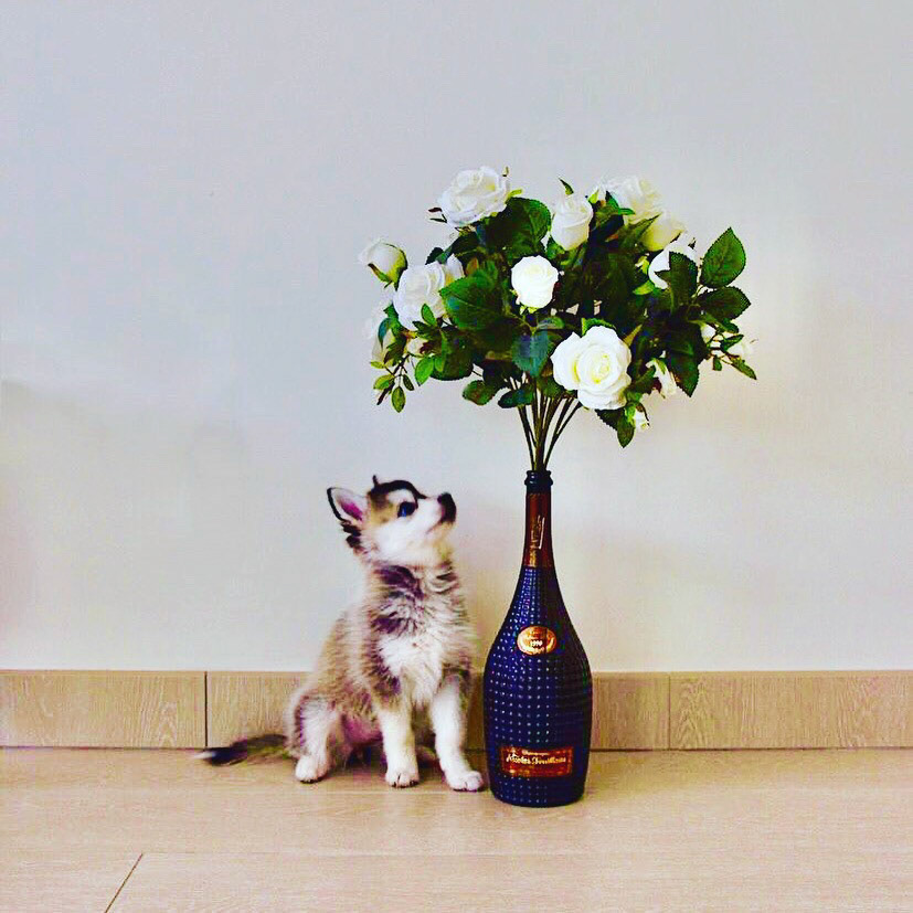 SO’CUTE ! ❤️🌙🐺❤️