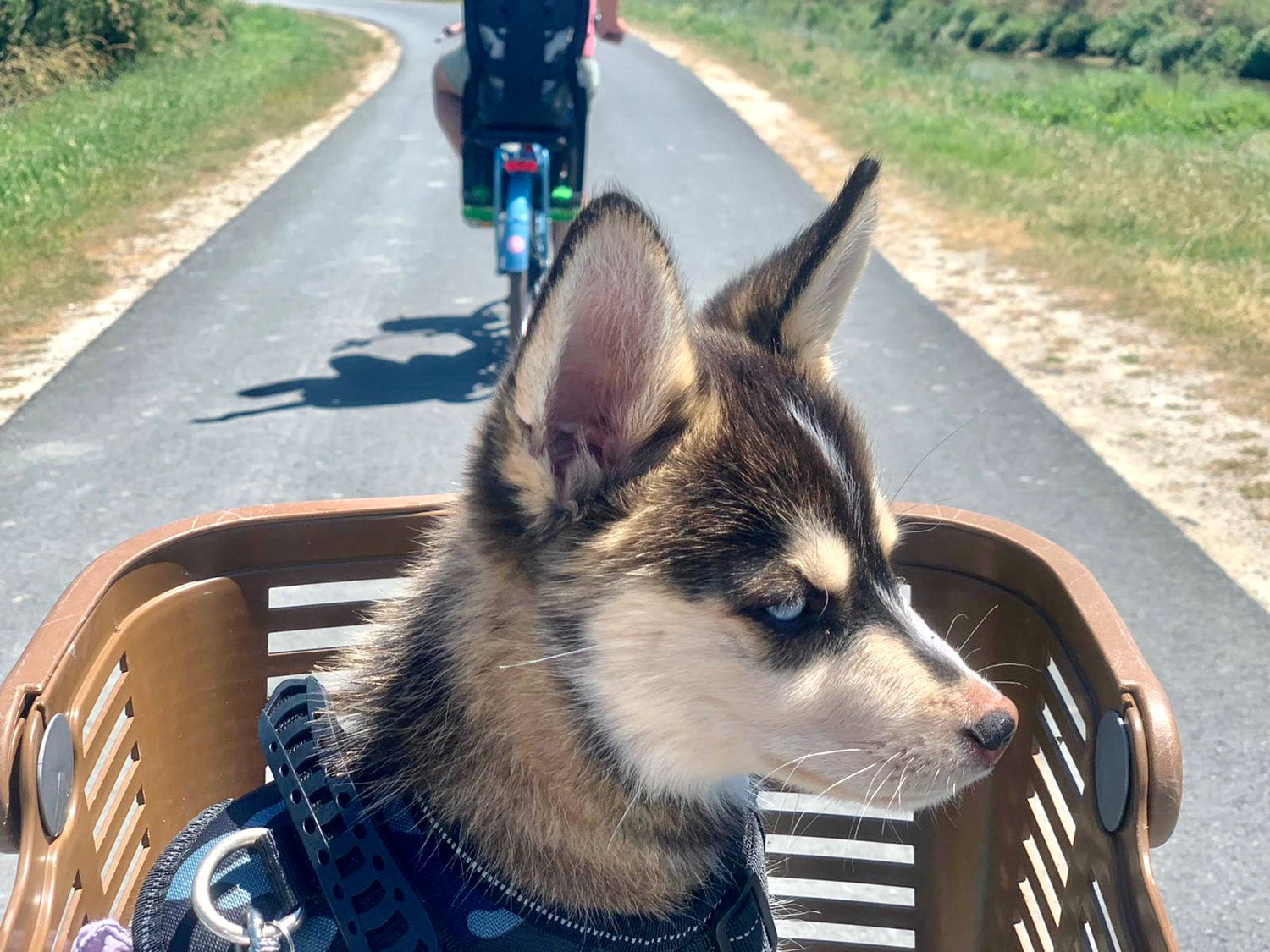 Quand FLOYD découvre l’île de Ré à bicyclette ❤️🐺🌙❤️