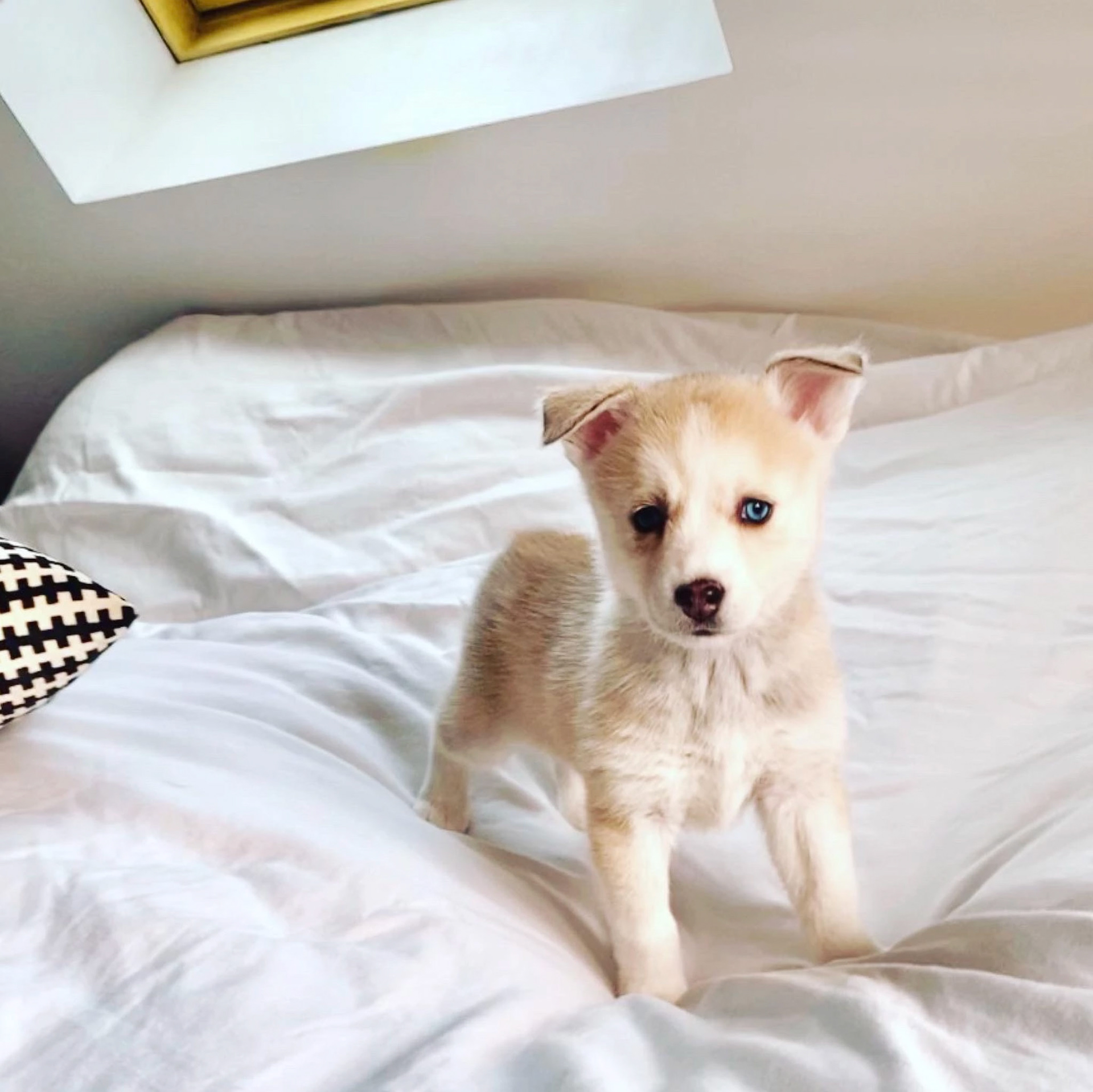 OSLO femelle pomsky aux yeux vairon de 6 semaines rejoindra sa nouvelle famille â Paris ❤️🐺🌙❤️