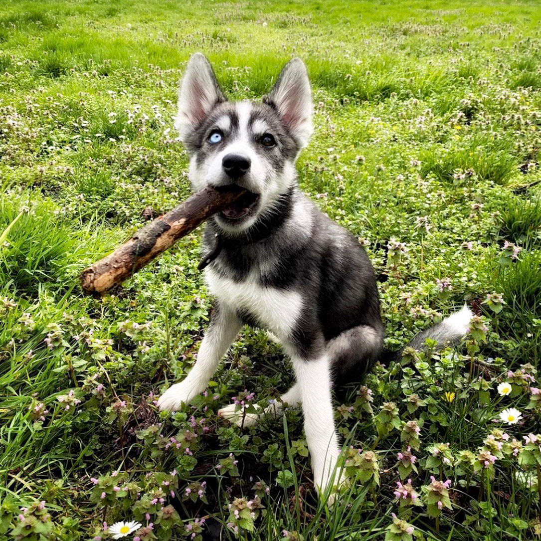 ARYA ! ❤️🐺🌙❤️