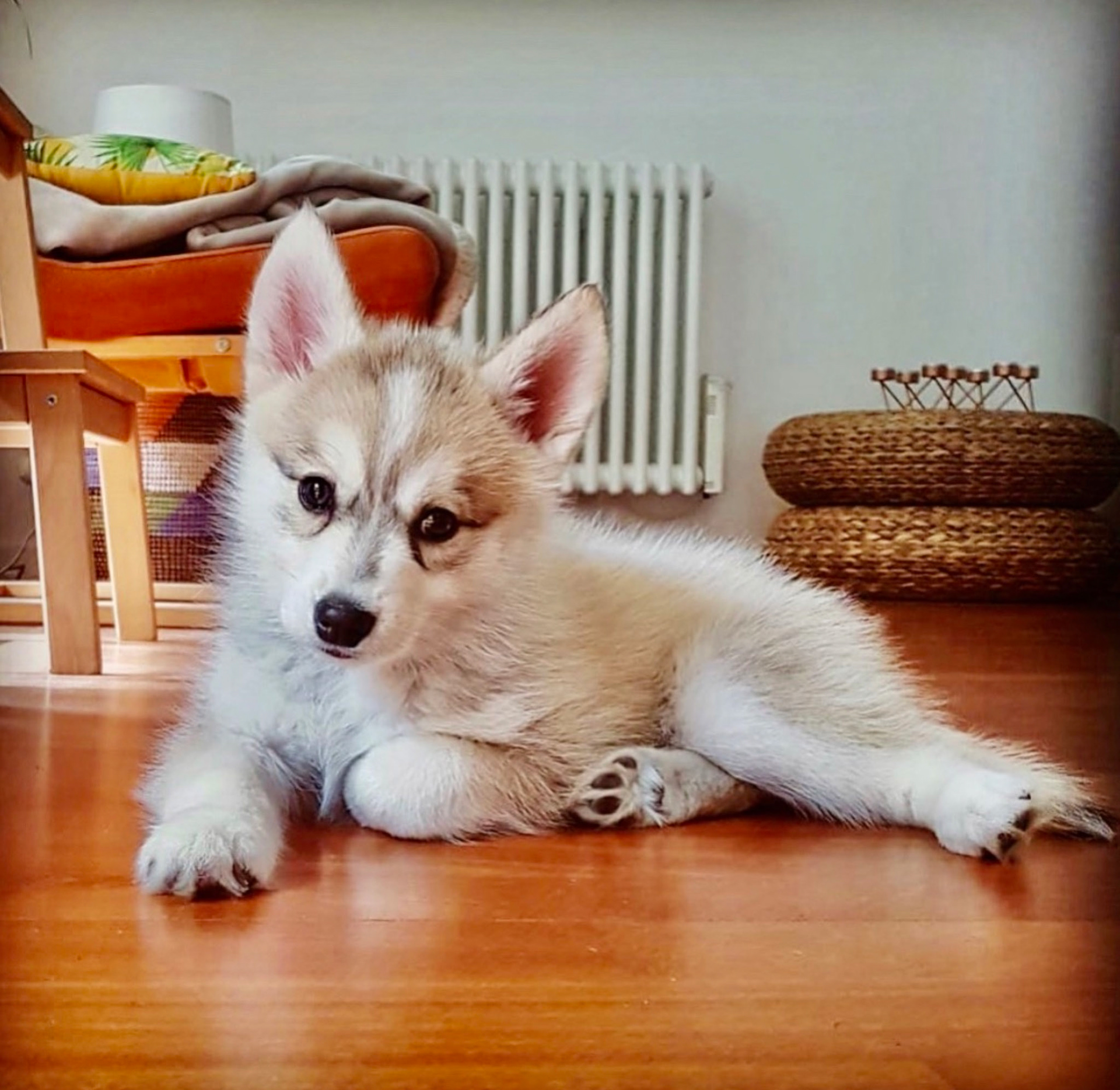 MARS adore son nouveau chez lui ! ❤️🐺🌙❤️