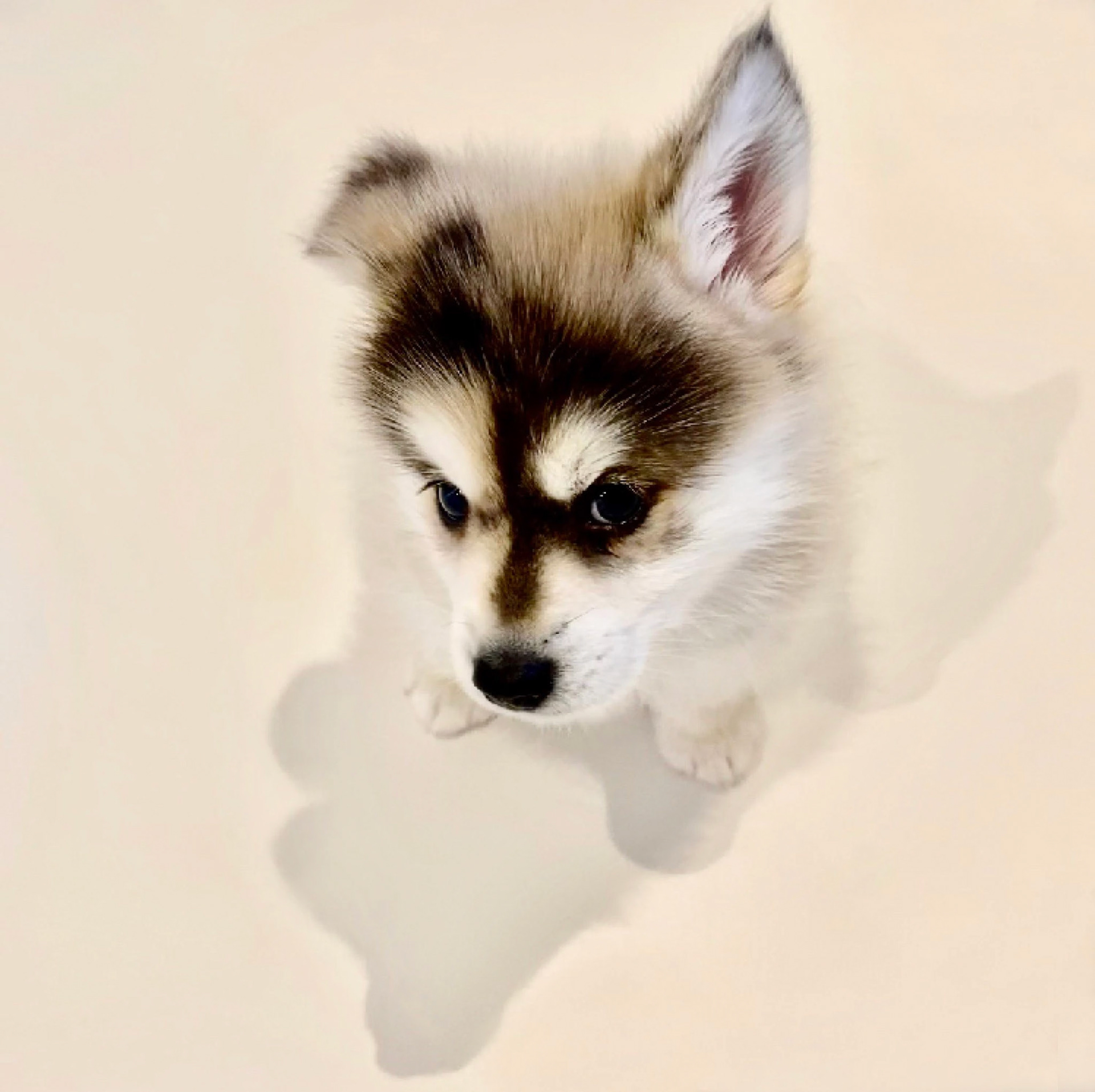 BASQUIAT, fils d’Azote & XÉNON, partira bientôt vivre à Bordeaux ! ❤️🌙🐺❤️