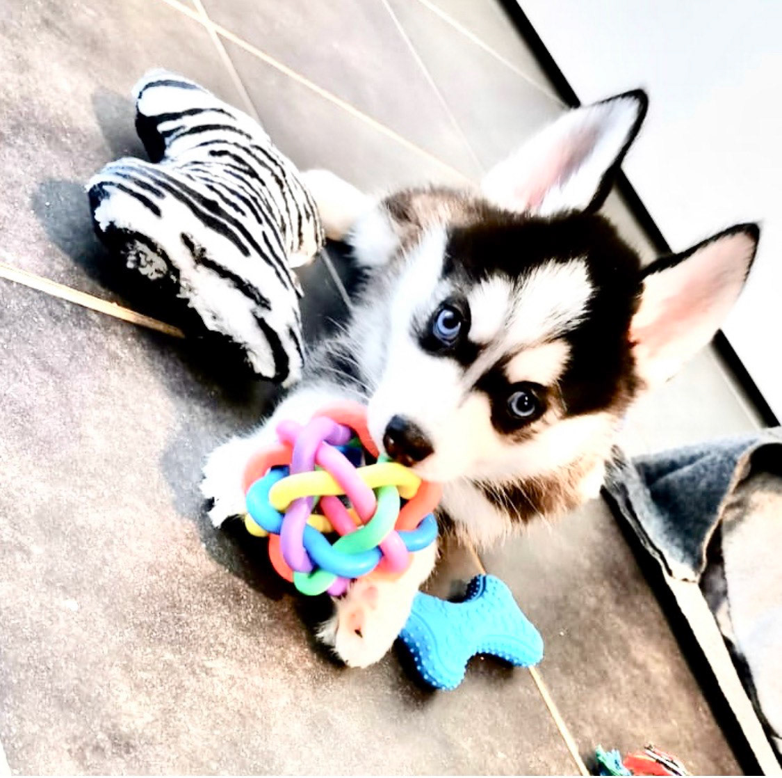 TOKYO est bien arrivé à LILLE dans sa famille ! ❤️🐺🌙❤️