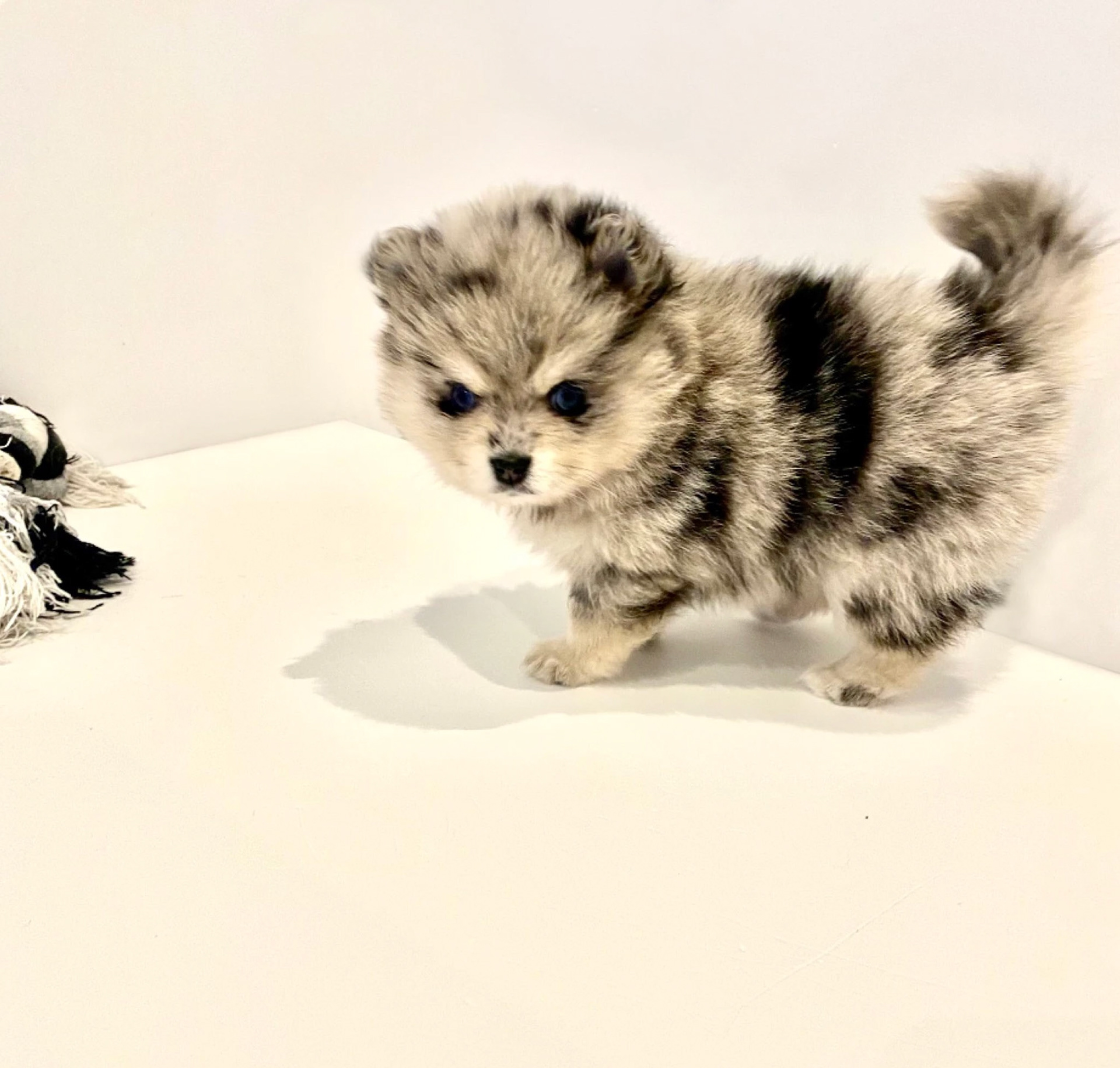 MAGRITTE, fille d’AZOTE & XÉNON, va partir vivre à Orléans ! ❤️🐺🌙❤️