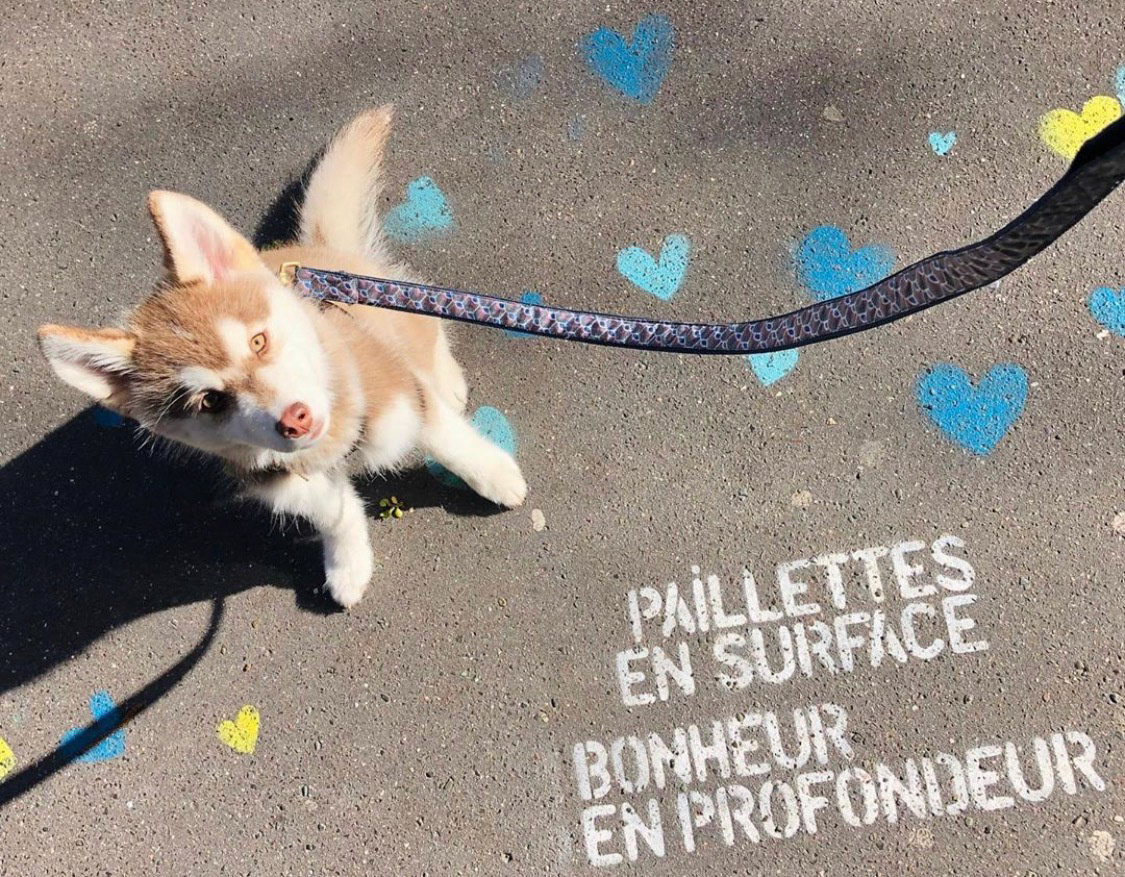 Mini-Pomsky 🐾🥰🐾🥰🐾🥰🐾